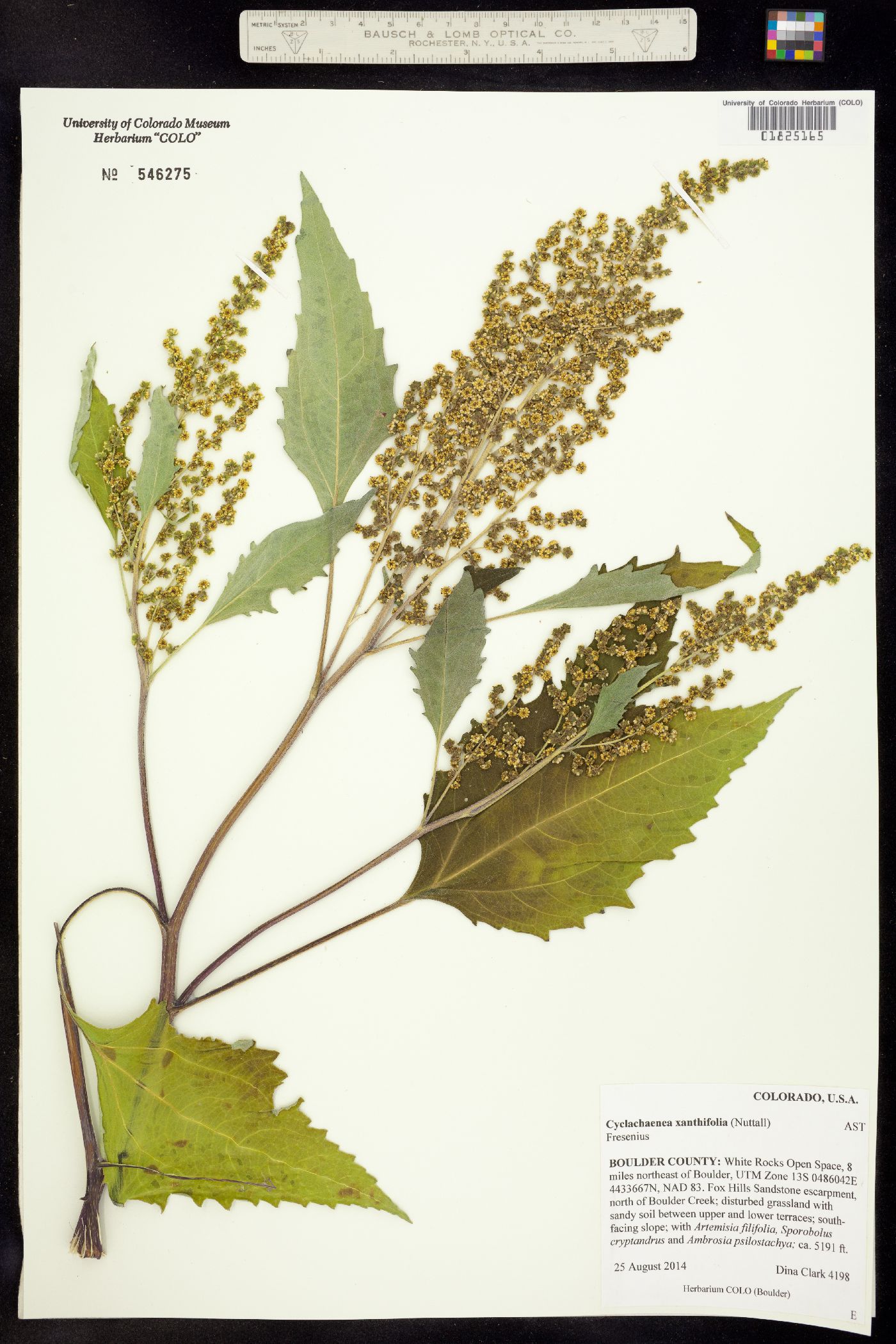Cyclachaena xanthiifolia image
