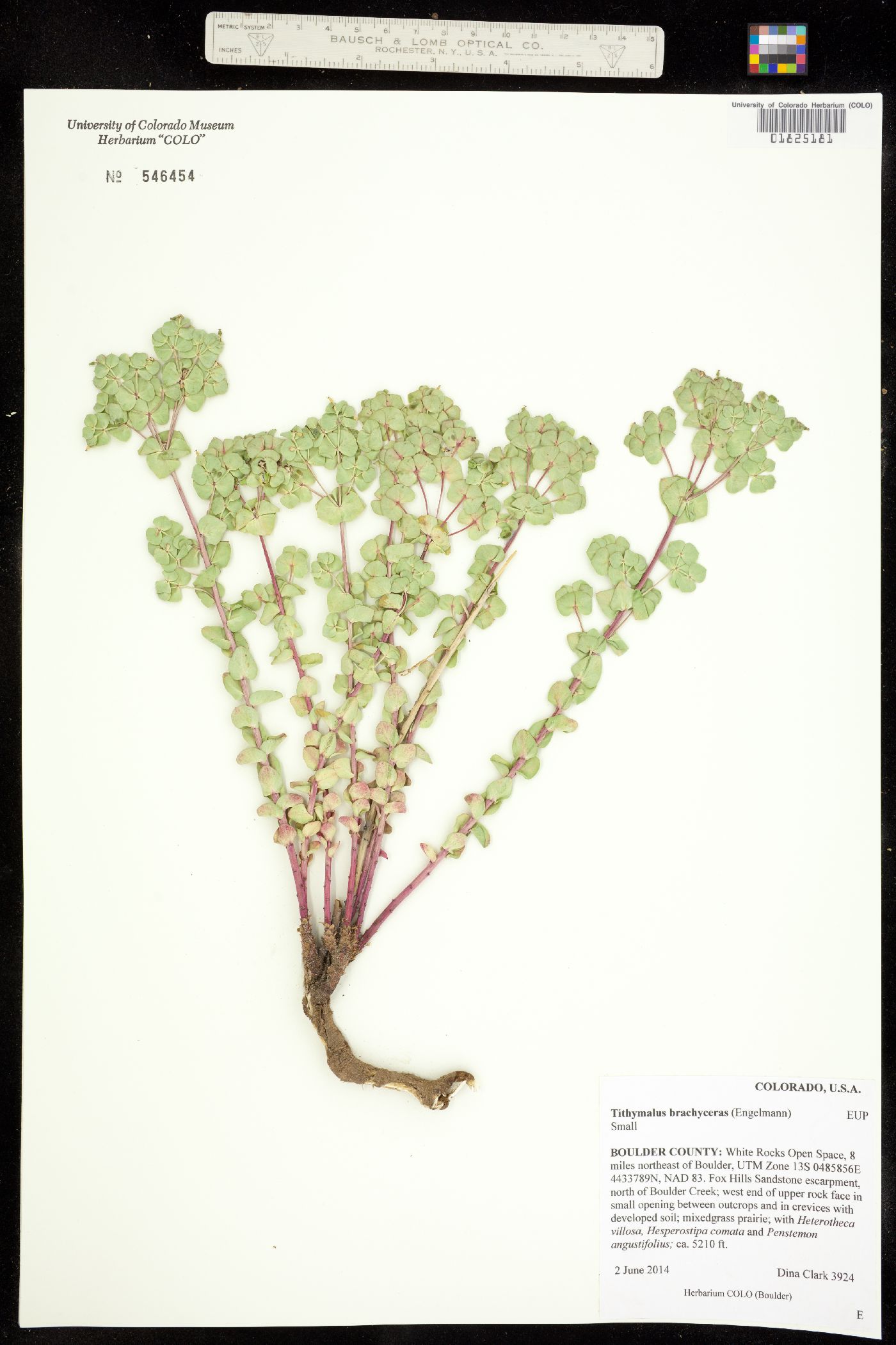 Tithymalus brachyceras image