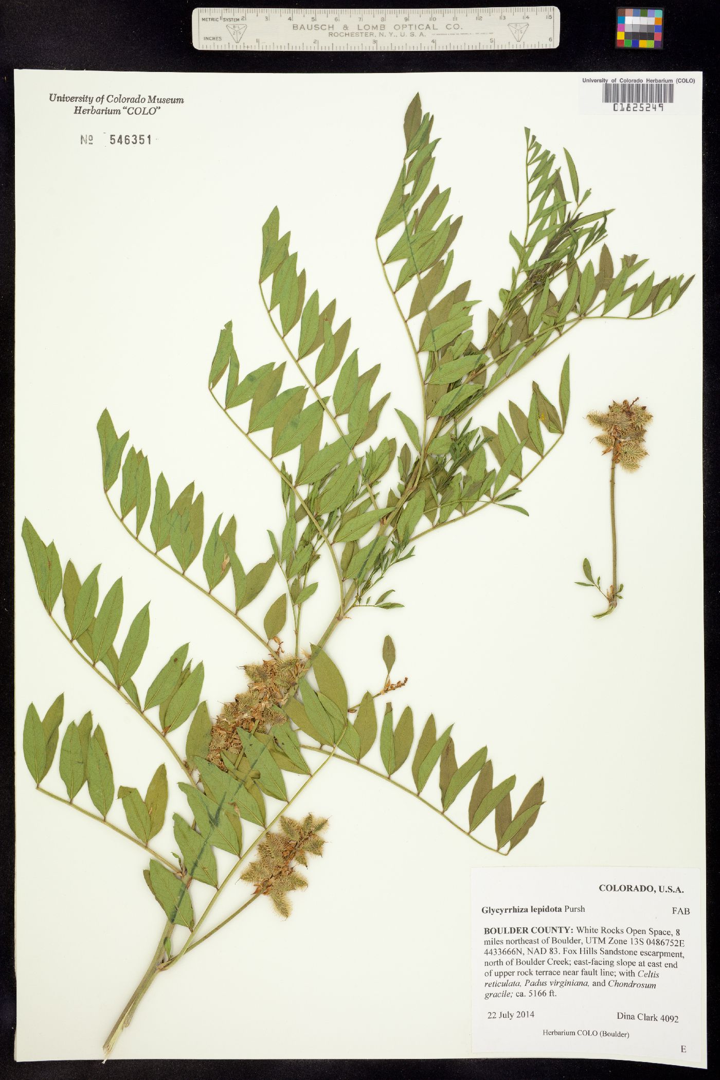 Glycyrrhiza lepidota image
