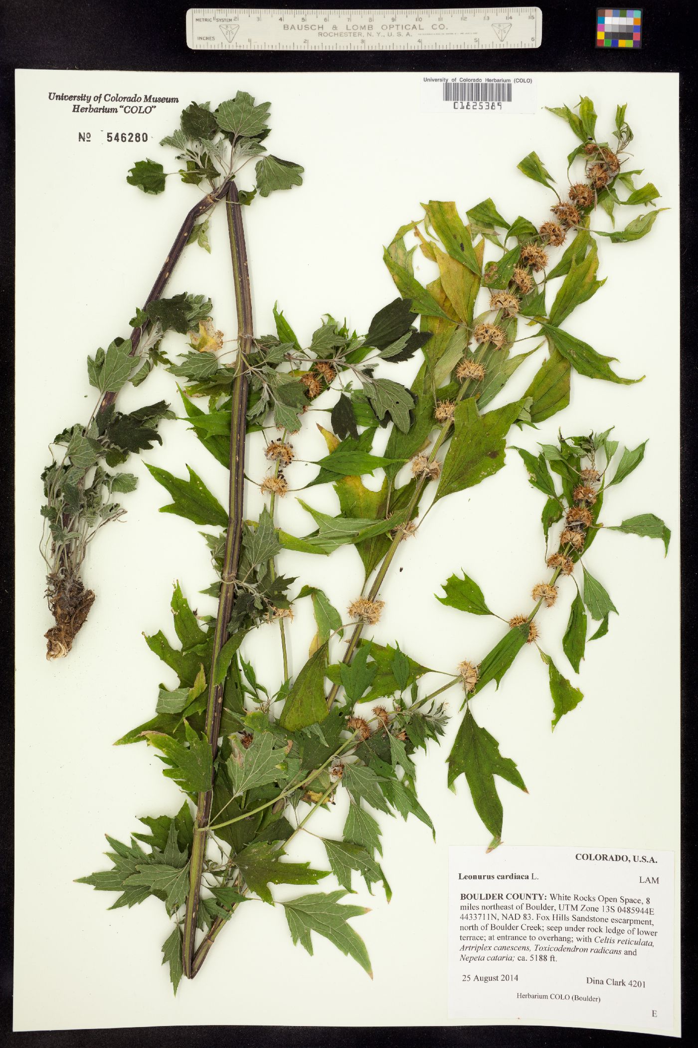 Leonurus cardiaca image