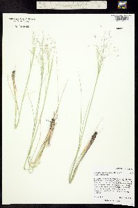 Achnatherum hymenoides image