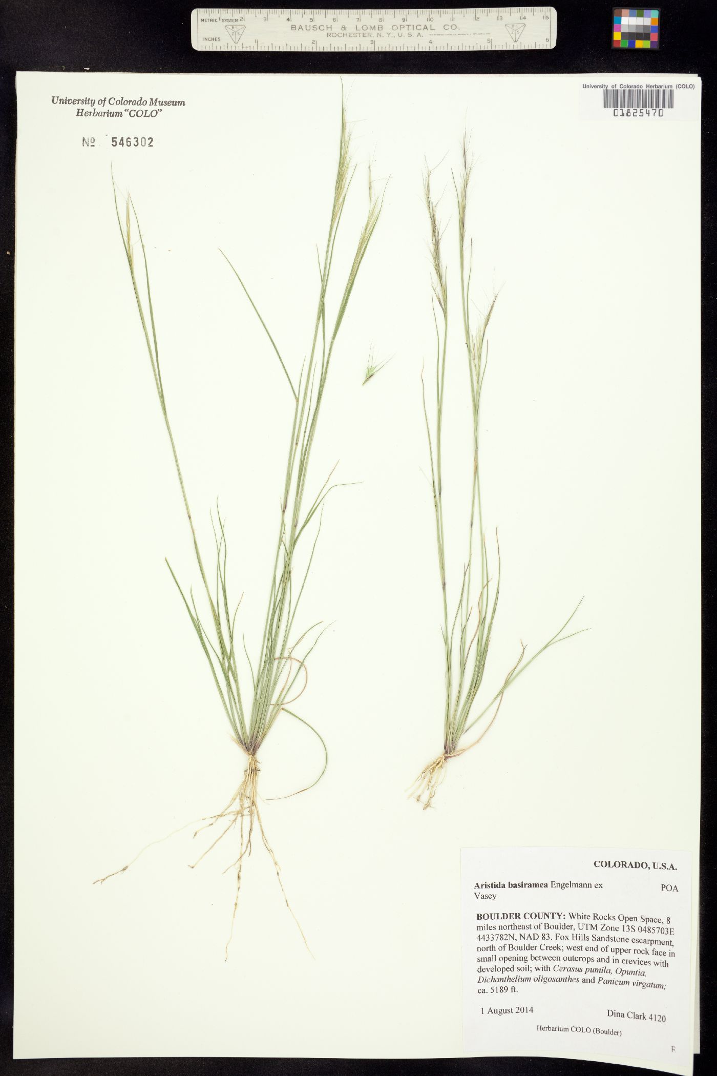 Aristida basiramea image