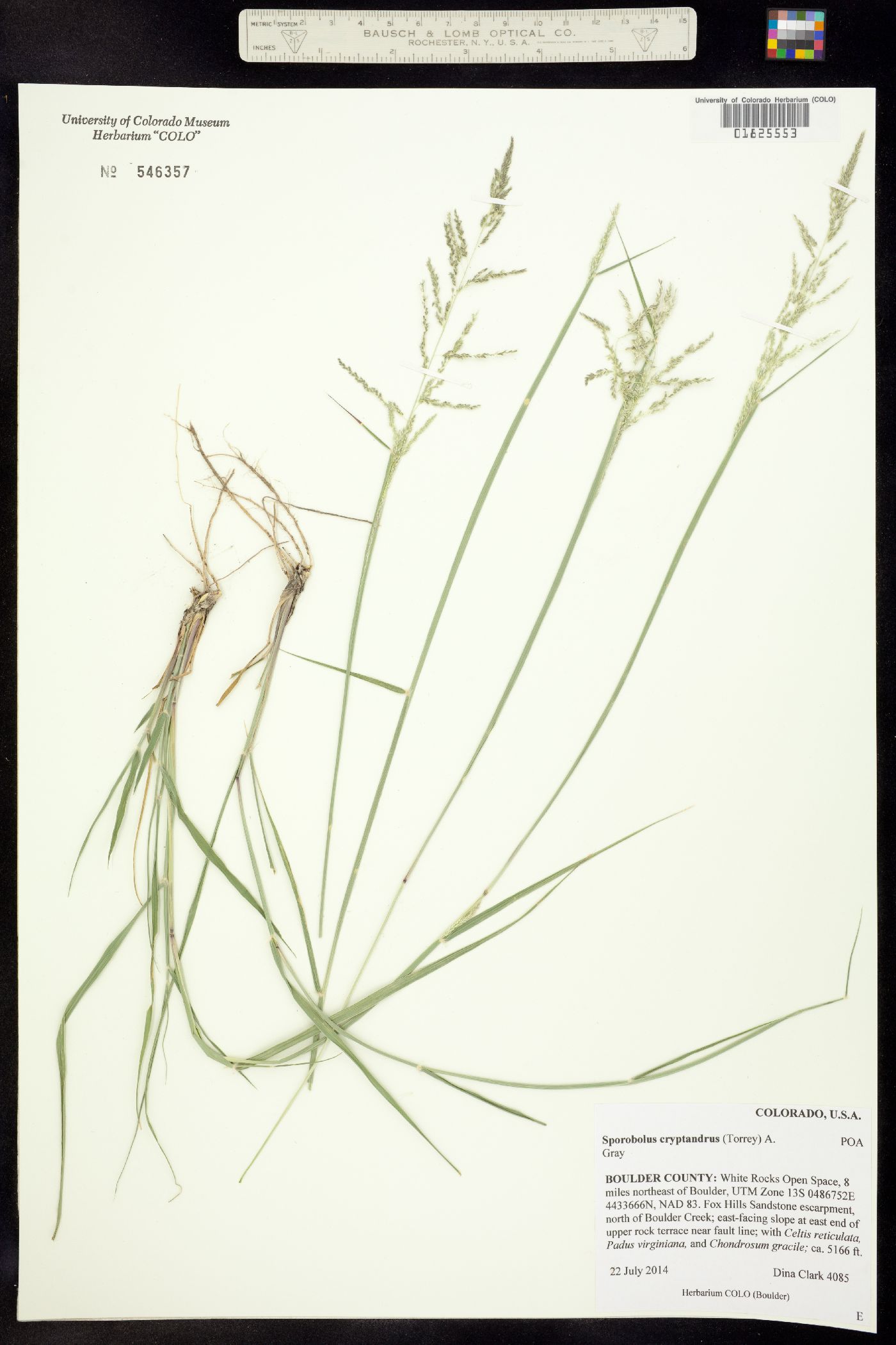 Sporobolus cryptandrus image