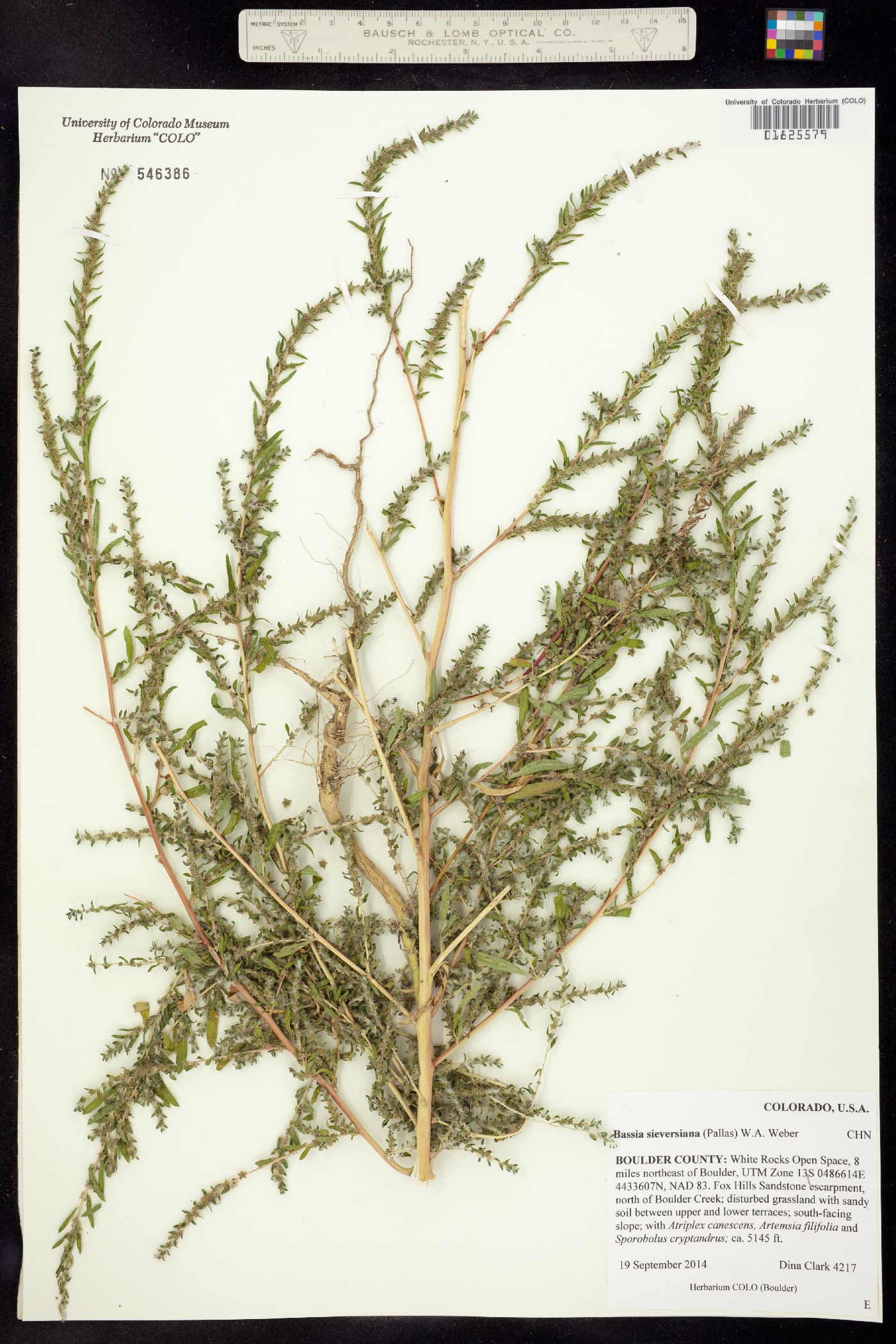 Kochia scoparia image