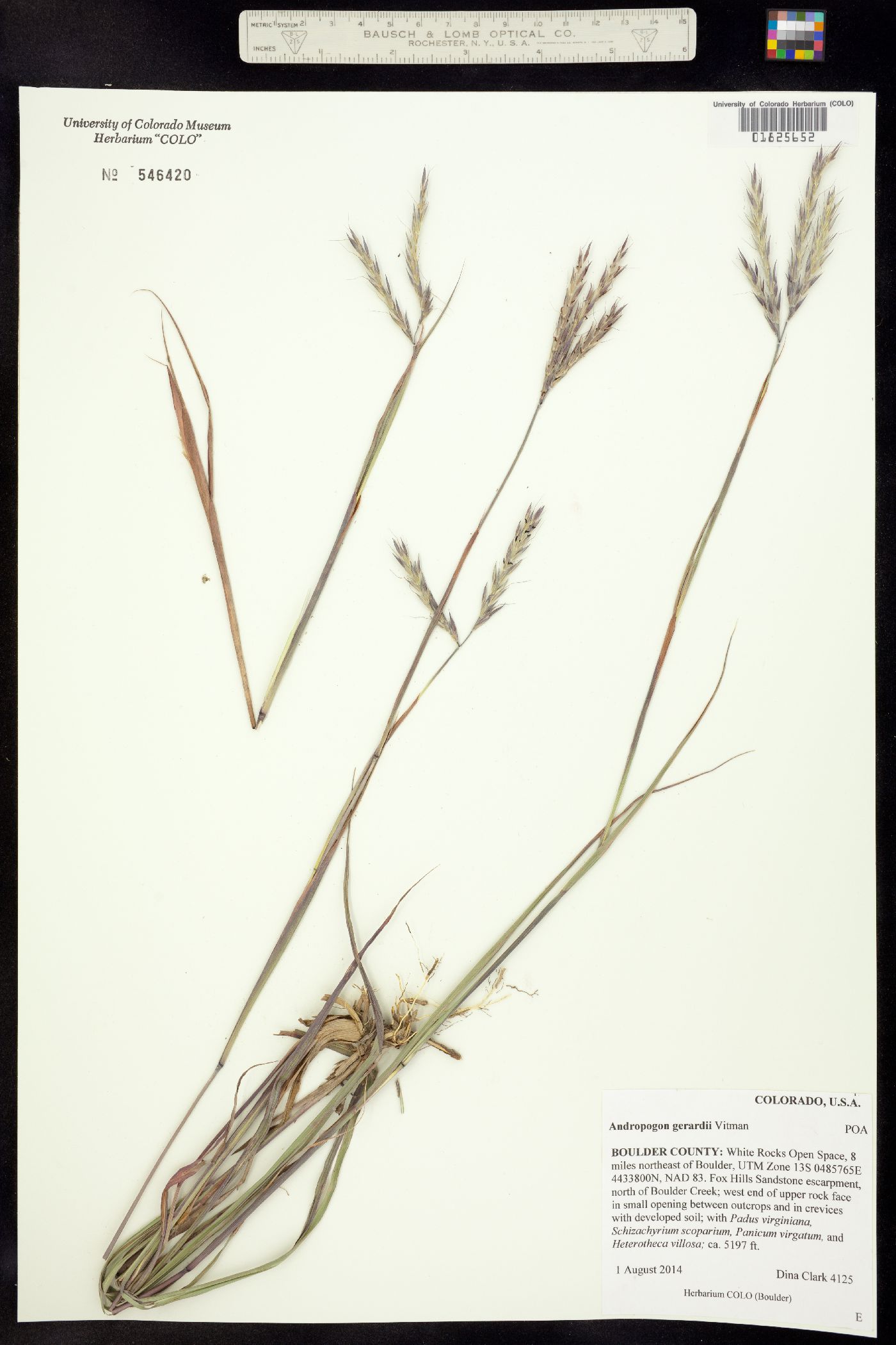 Andropogon gerardii image