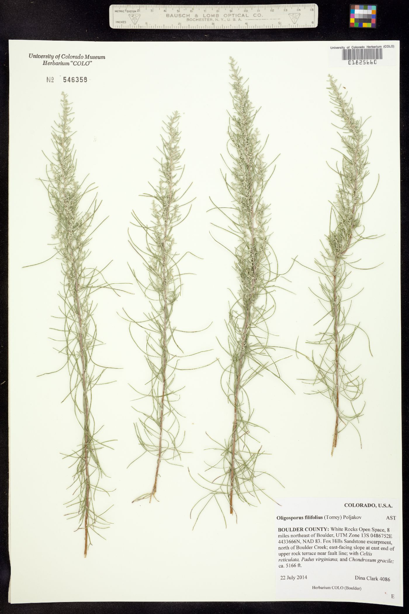 Artemisia filifolia image