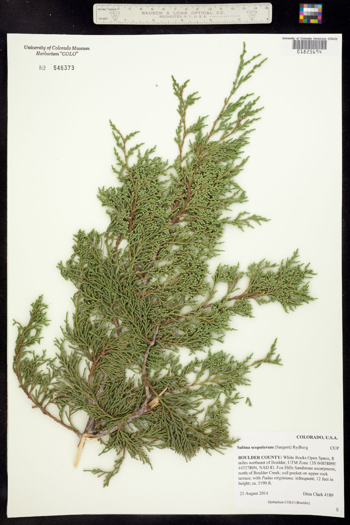 Juniperus scopulorum image