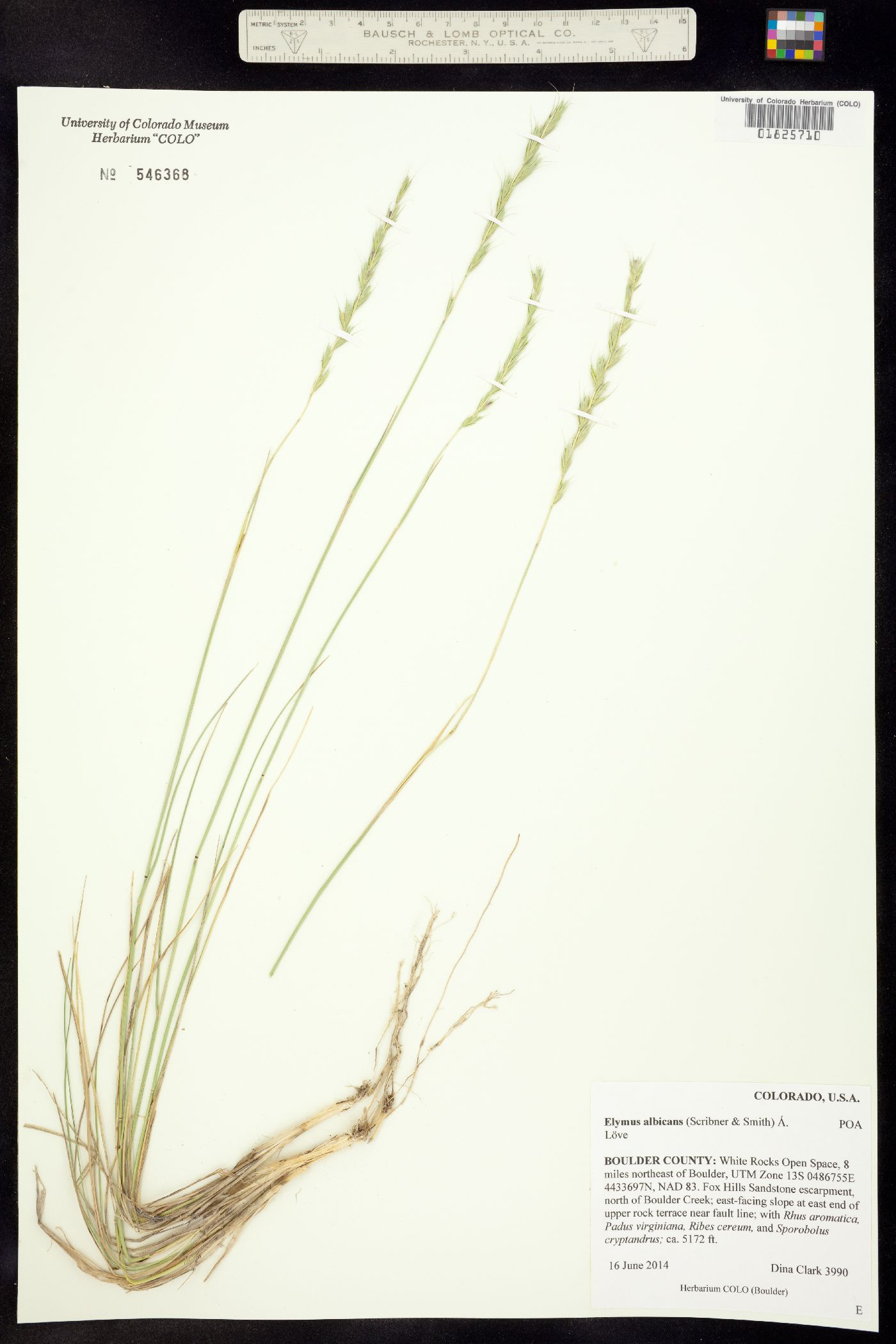 Elymus albicans image