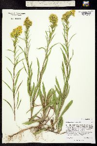 Solidago missouriensis image