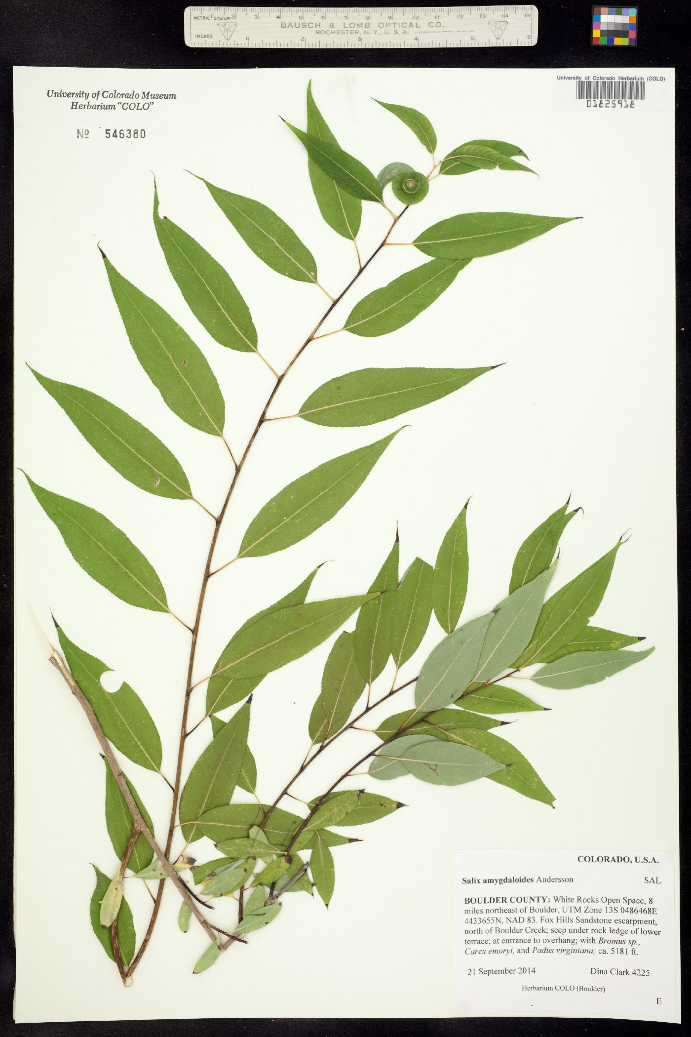 Salix amygdaloides image