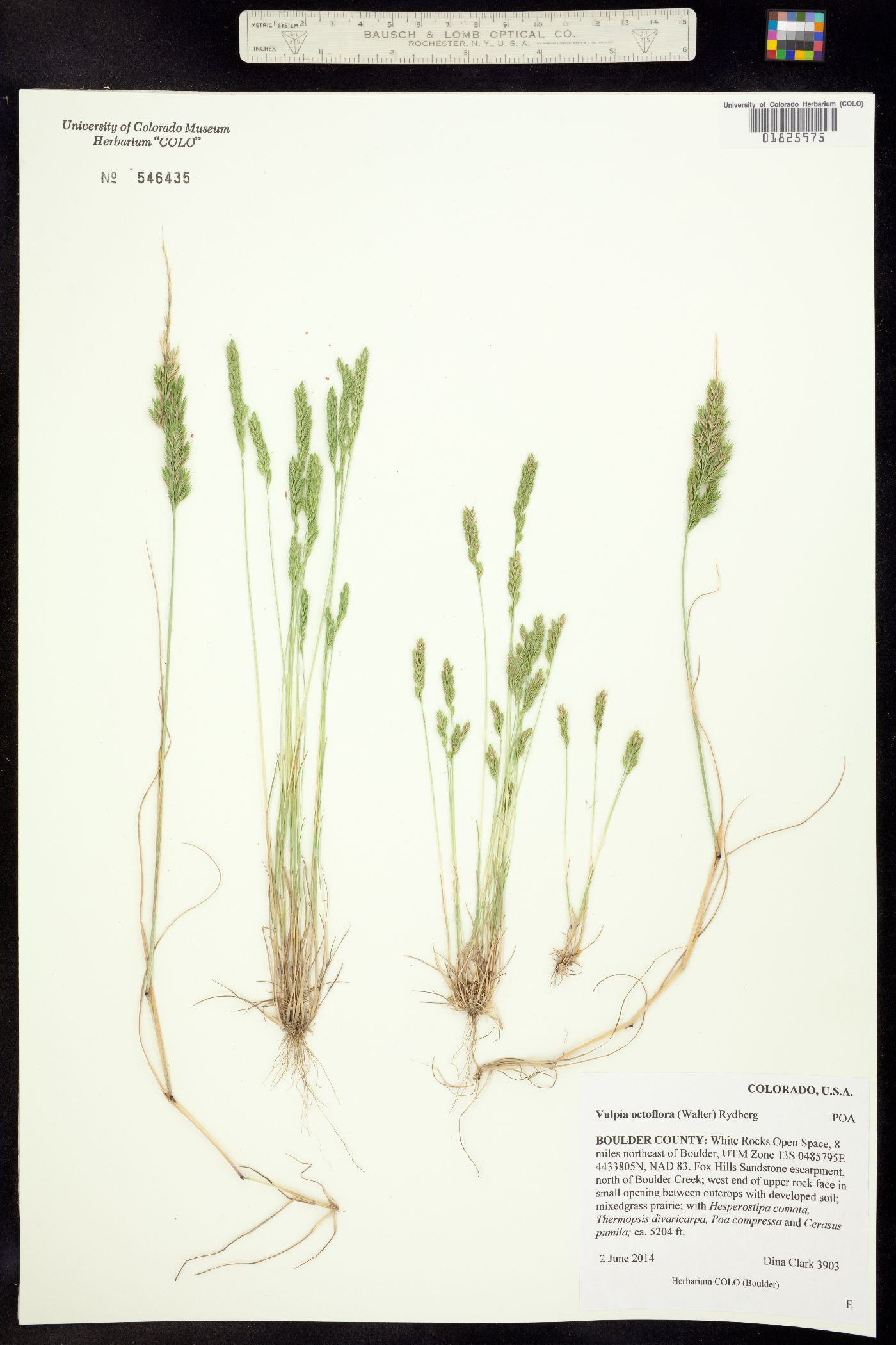 Vulpia octoflora image