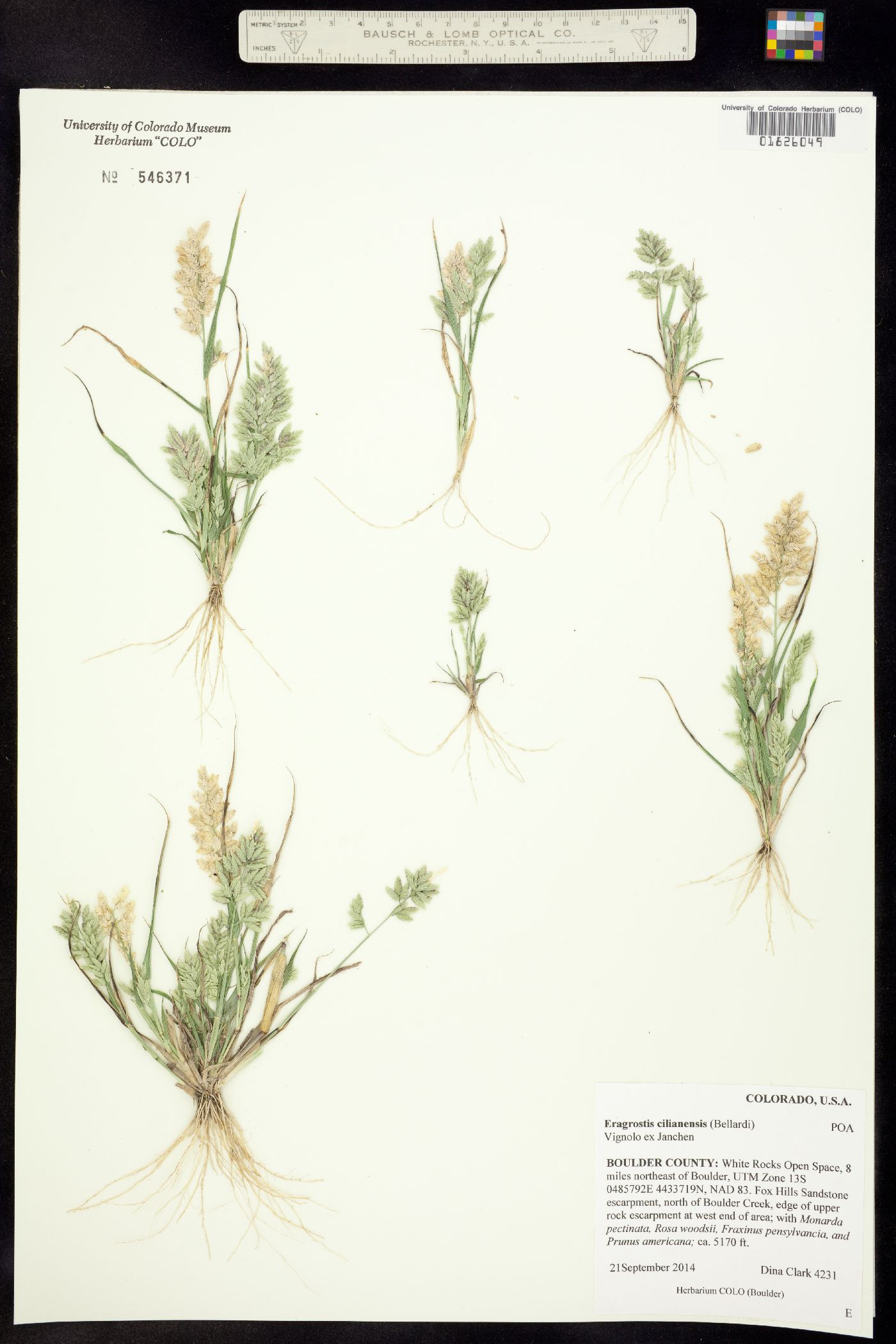 Eragrostis cilianensis image