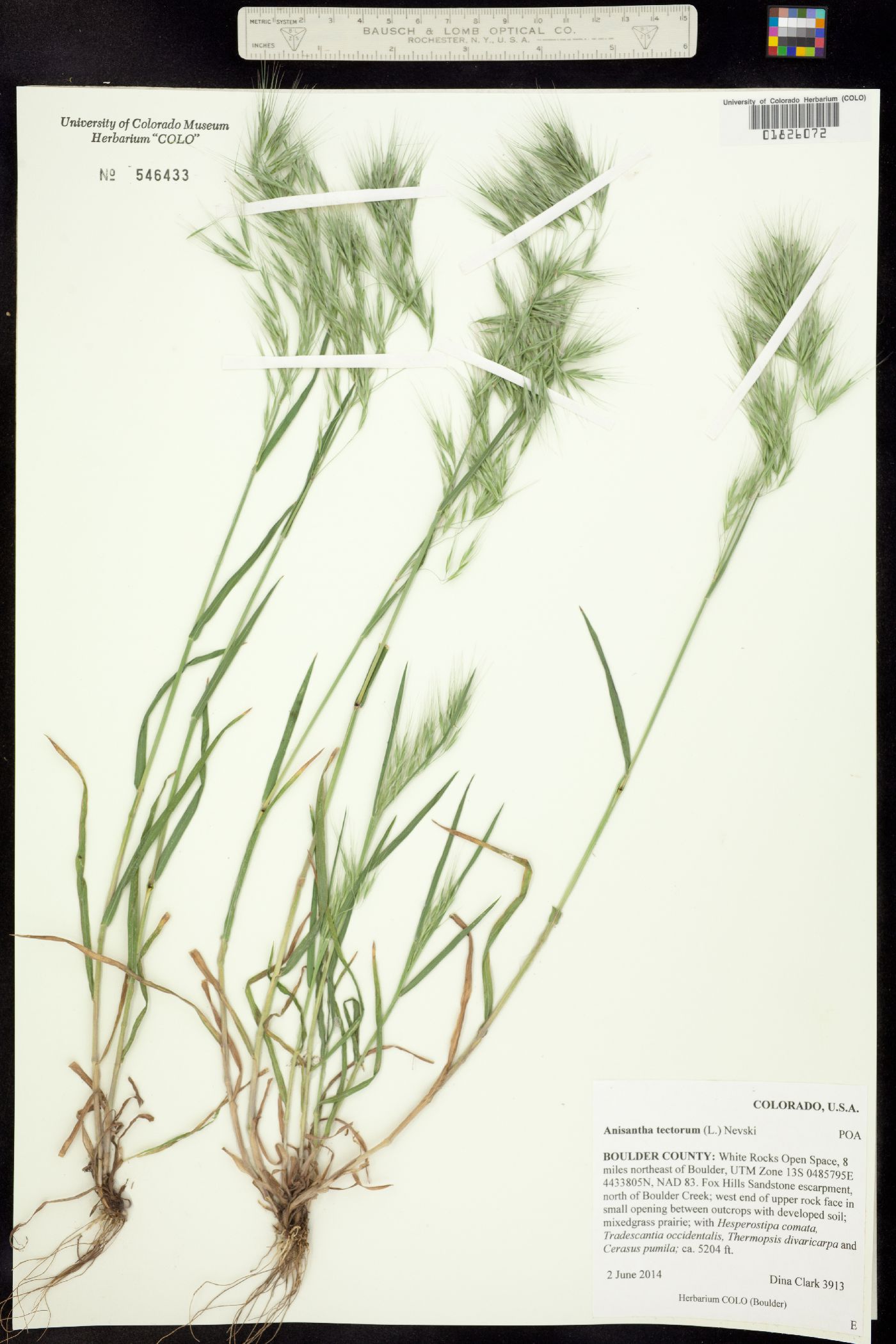 Bromus tectorum image