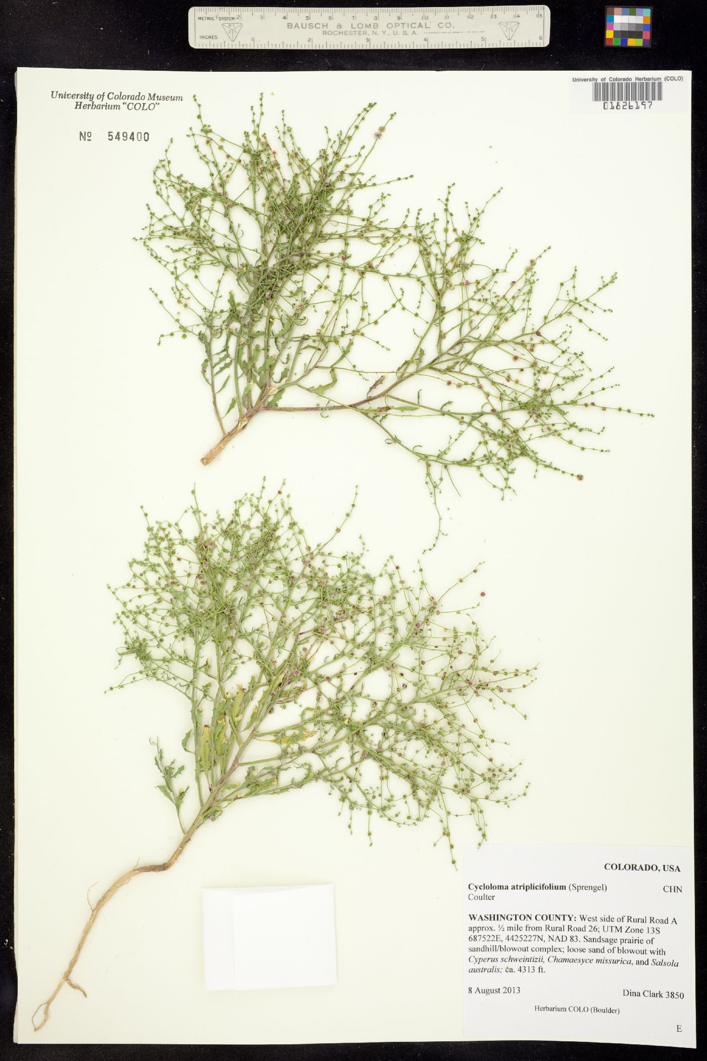 Cycloloma image