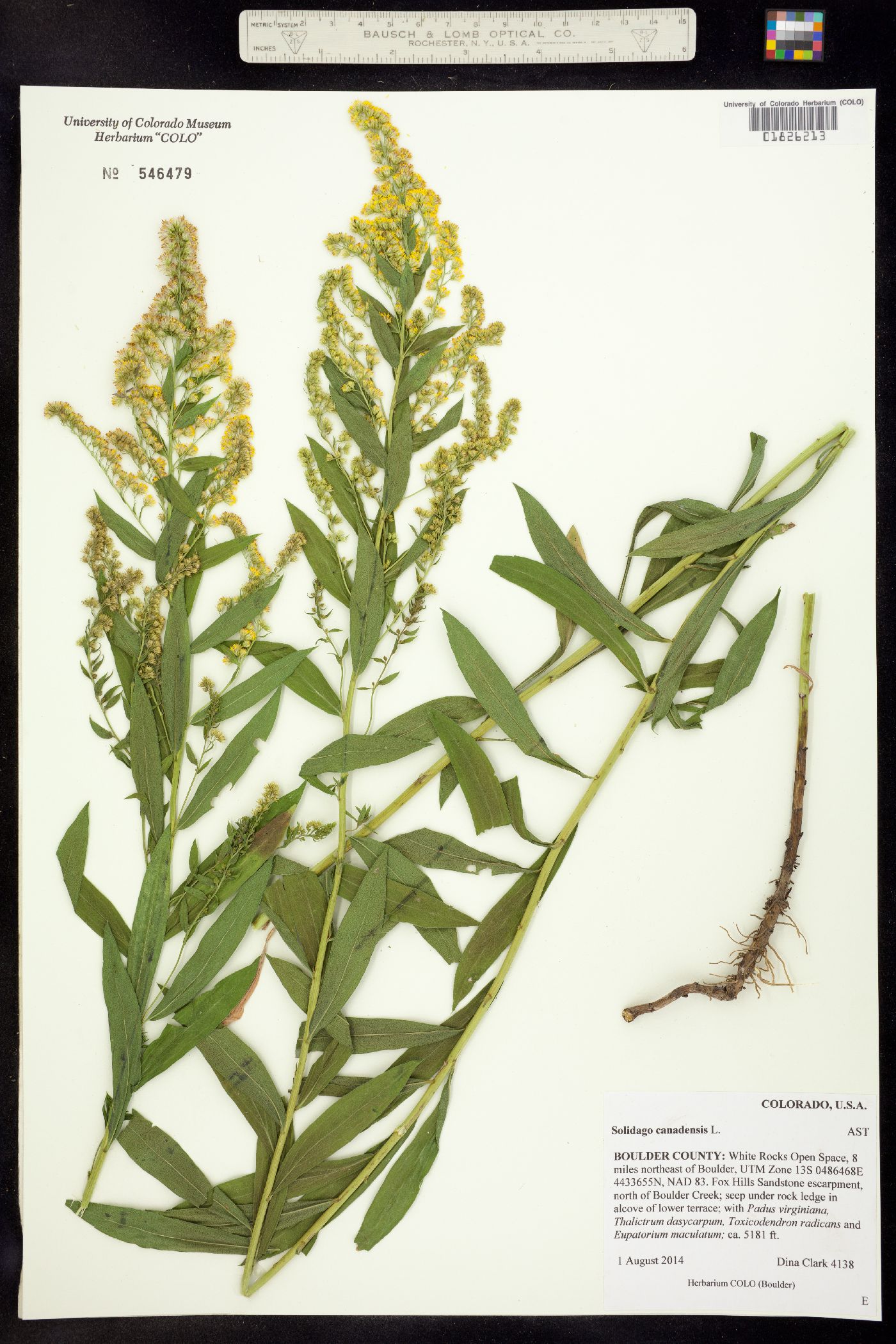 Solidago canadensis image