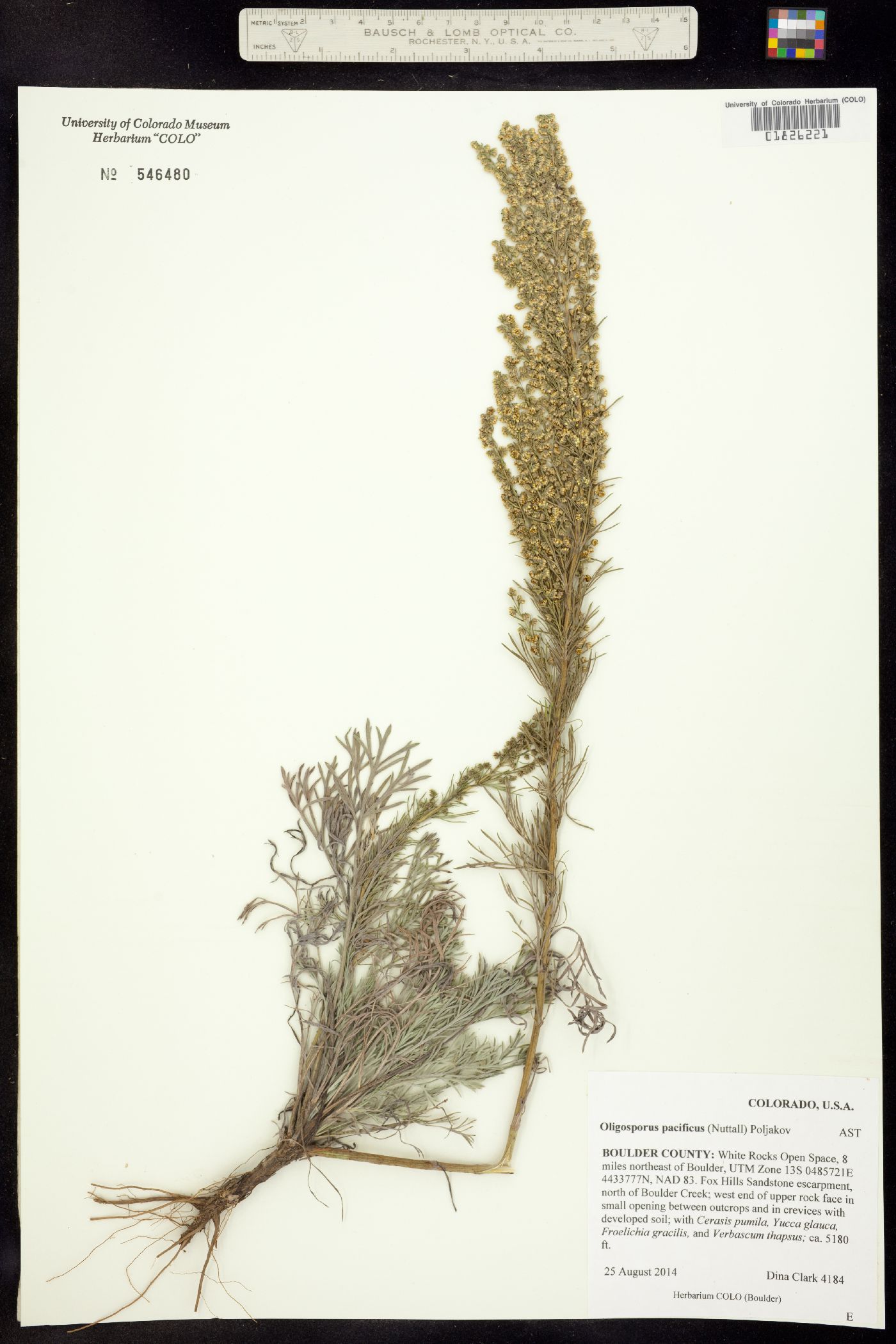 Oligosporus pacificus image