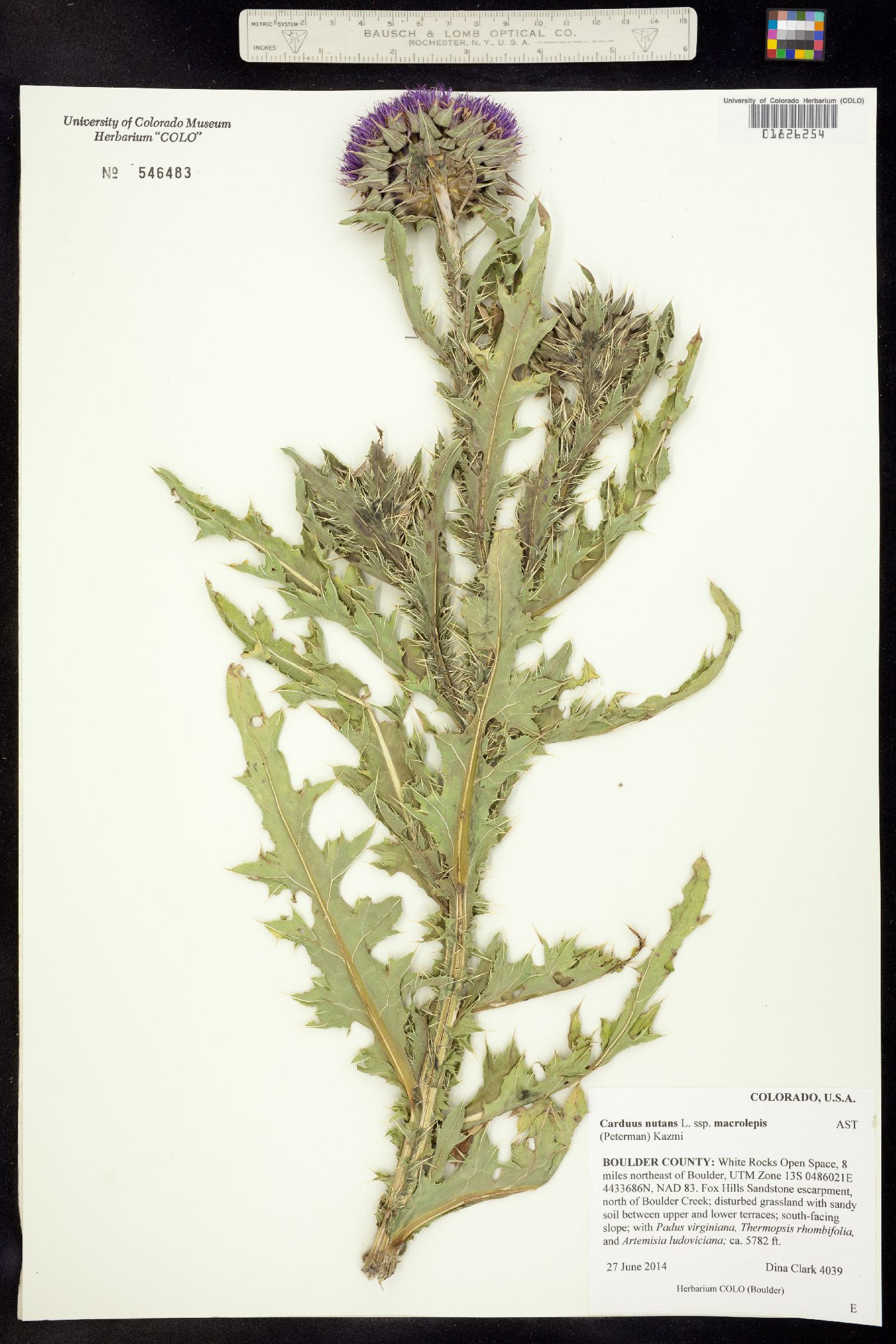 Carduus nutans ssp. macrolepis image