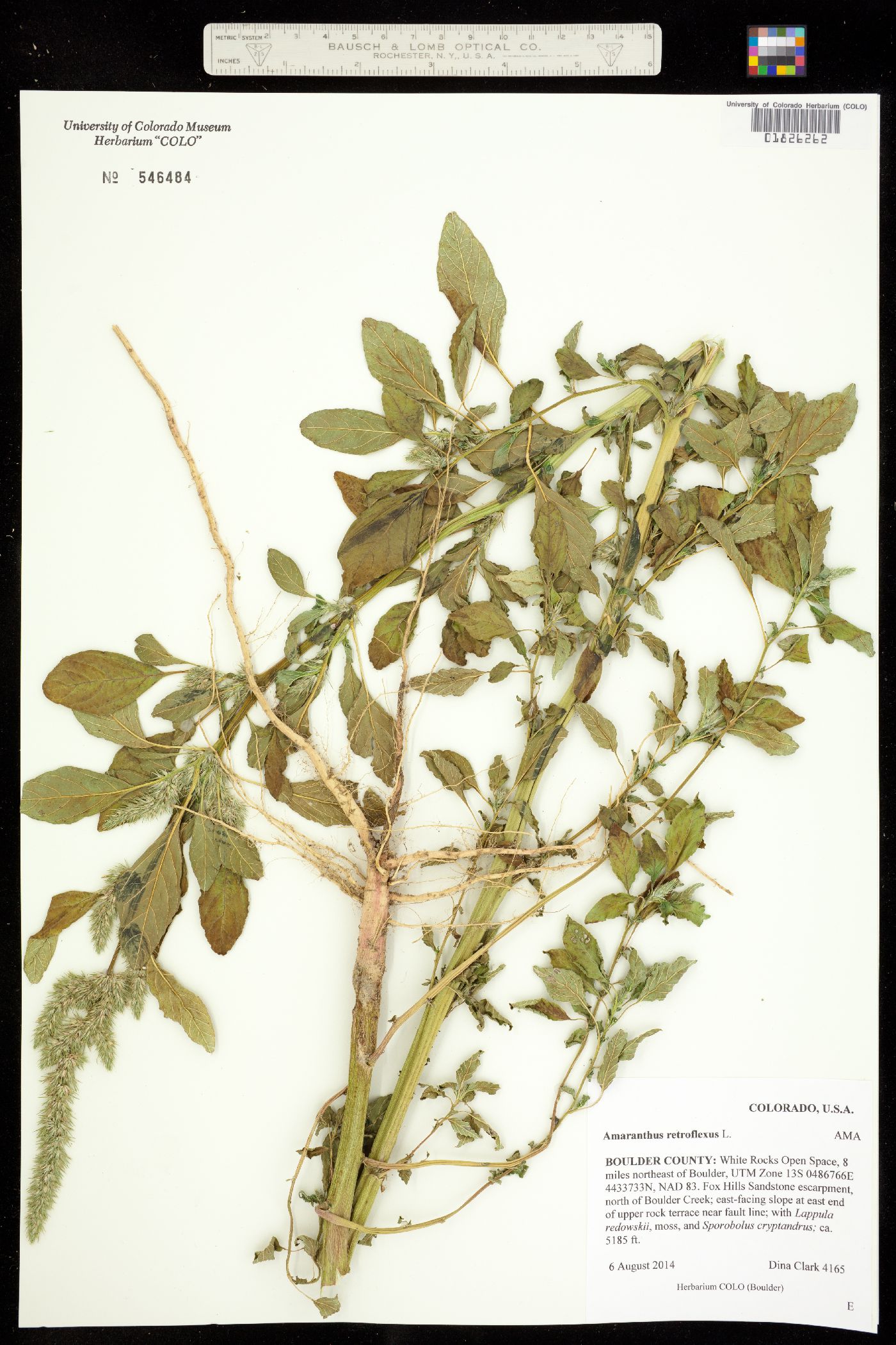 Amaranthus retroflexus image