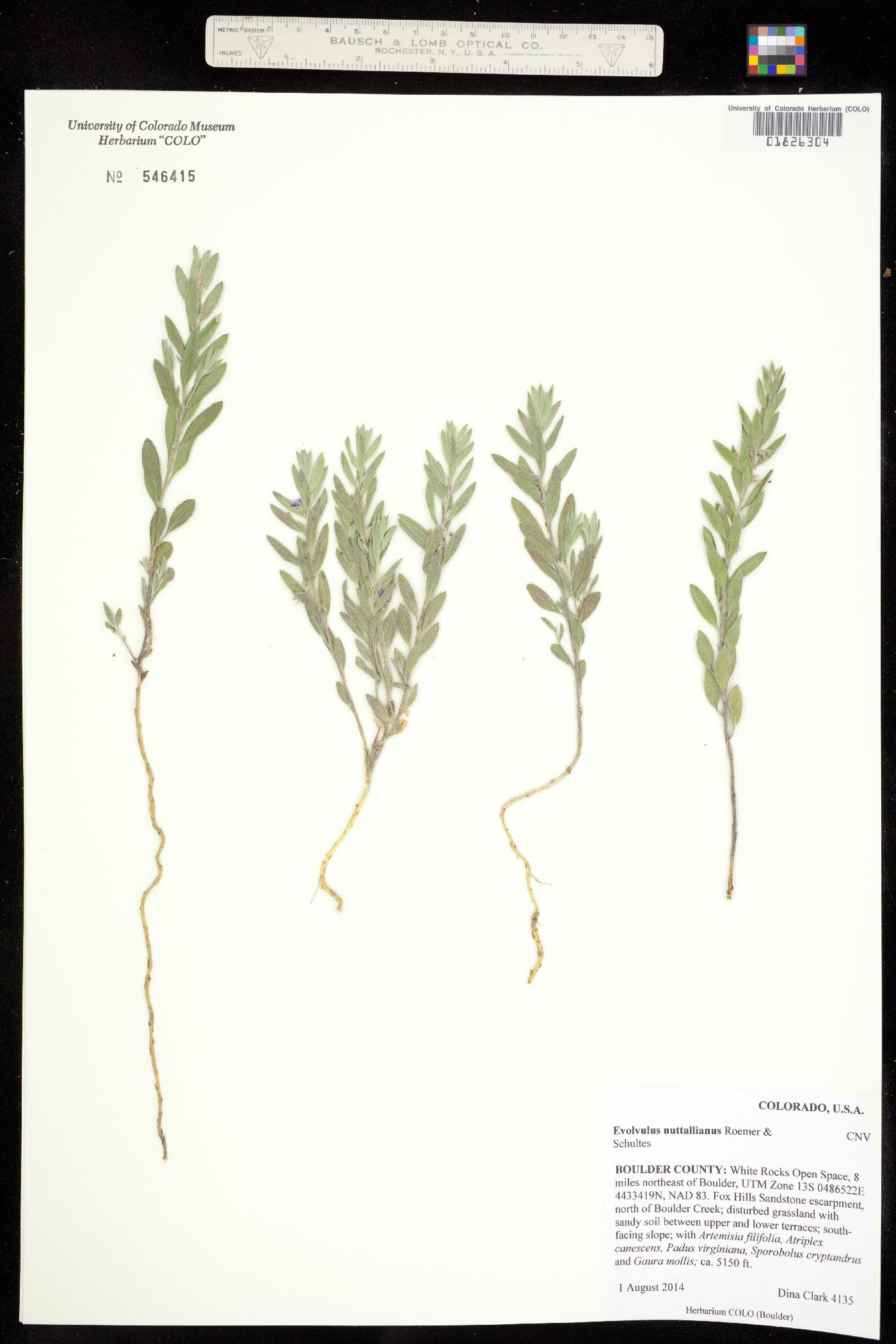 Convolvulaceae image