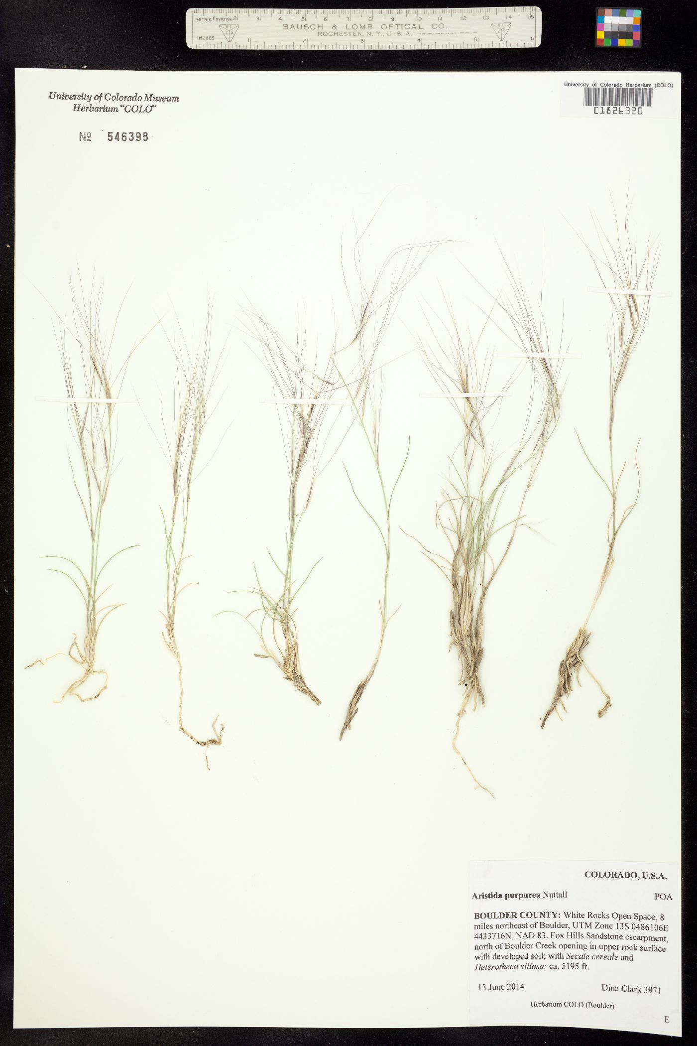 Aristida purpurea image