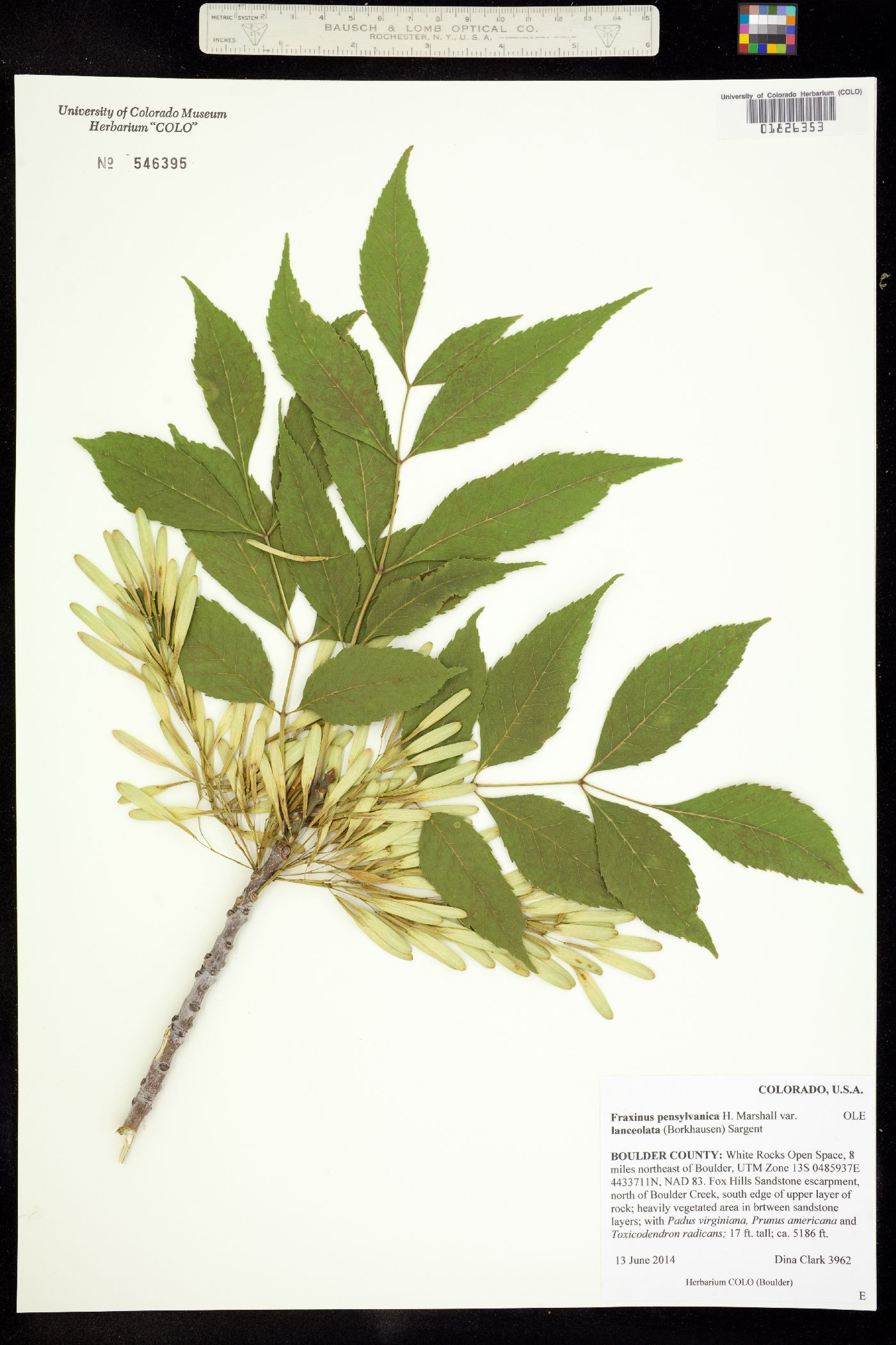 Fraxinus pennsylvanica image