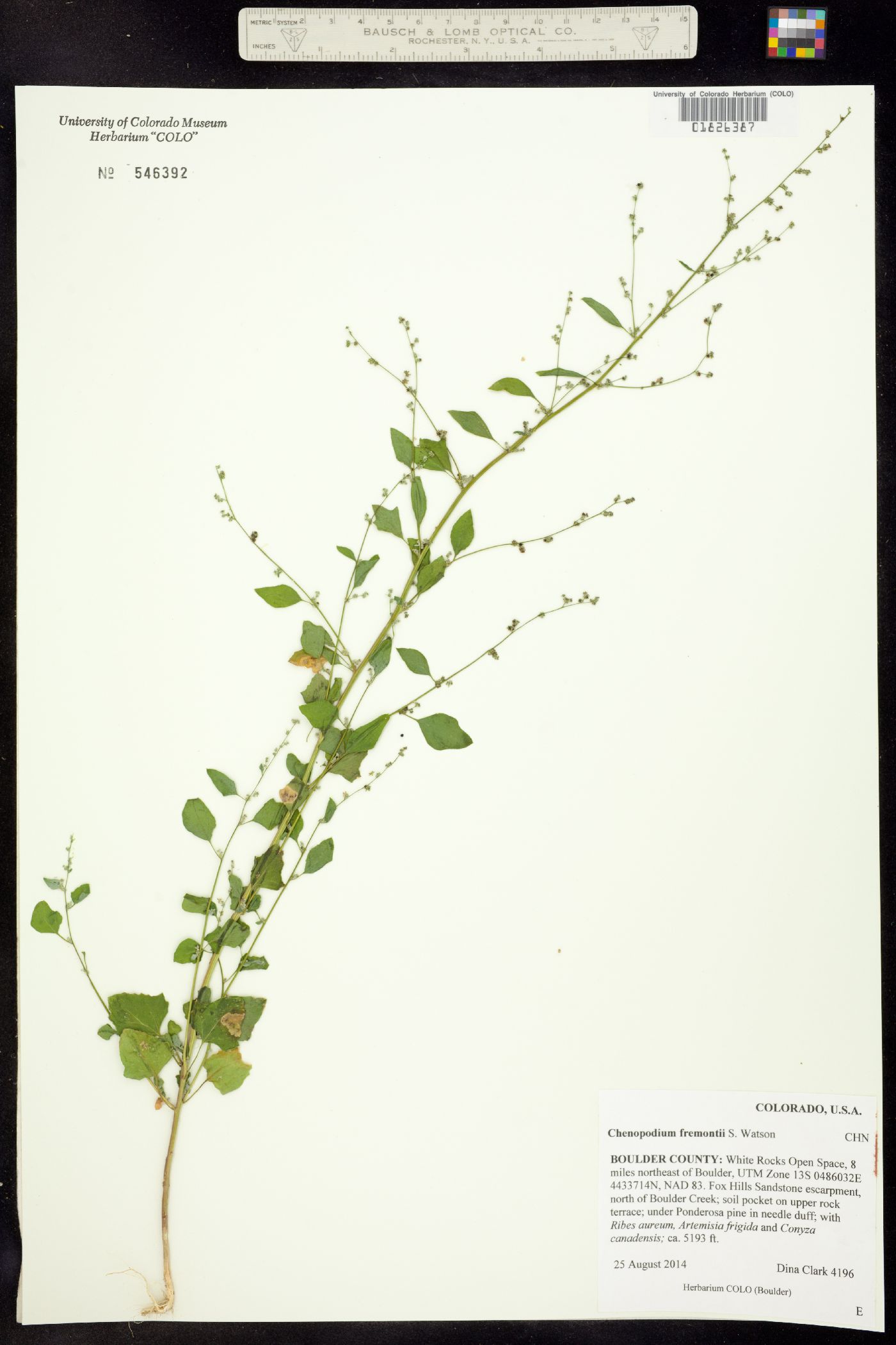 Chenopodium fremontii image
