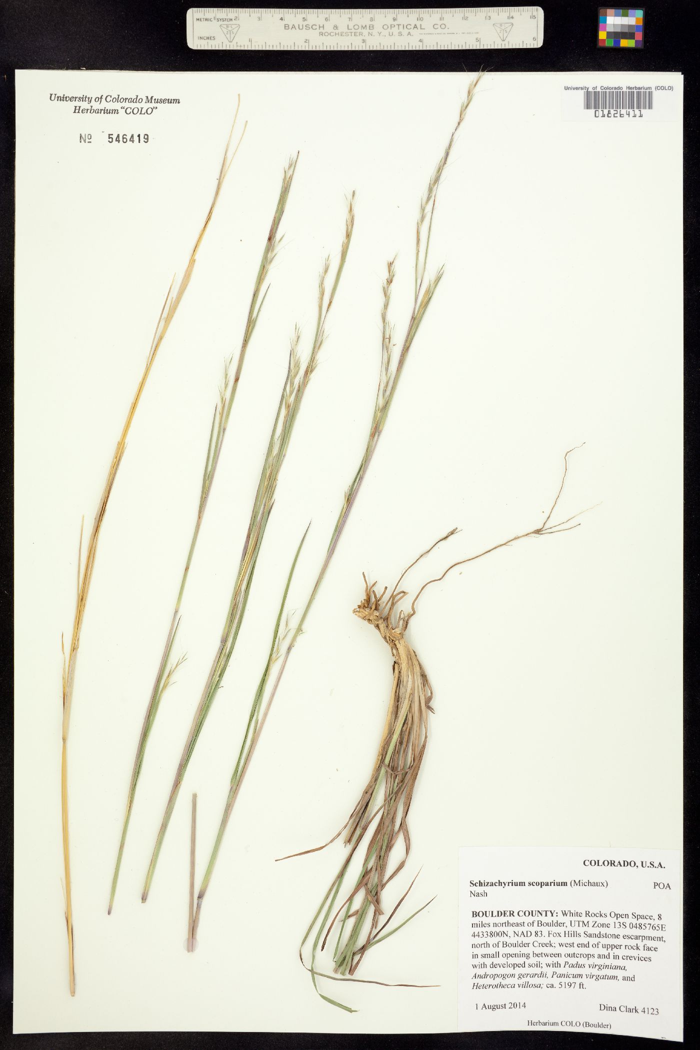 Schizachyrium scoparium image