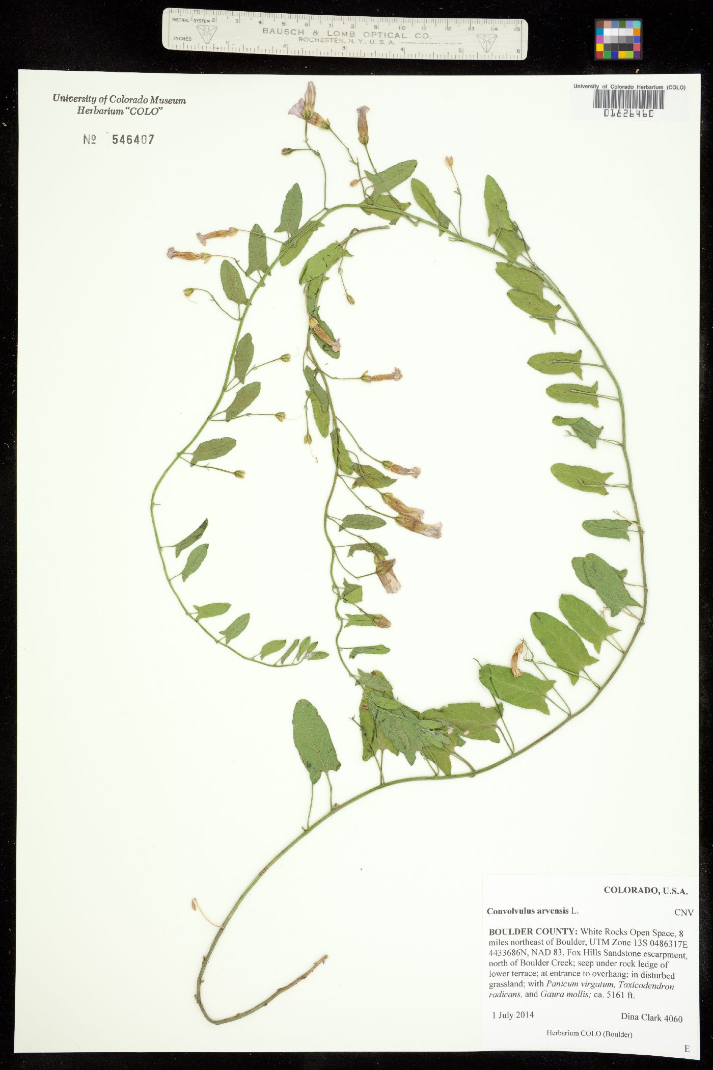 Convolvulus arvensis image