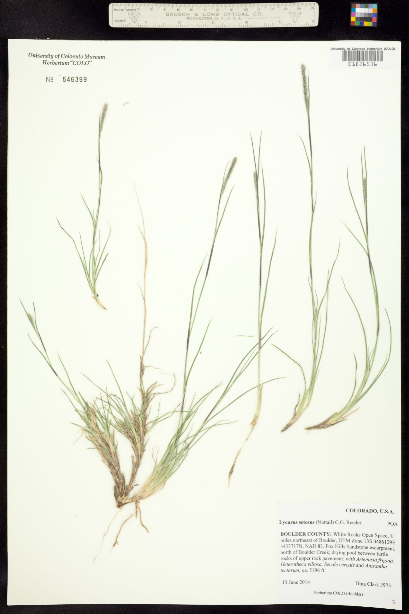 Muhlenbergia alopecuroides image