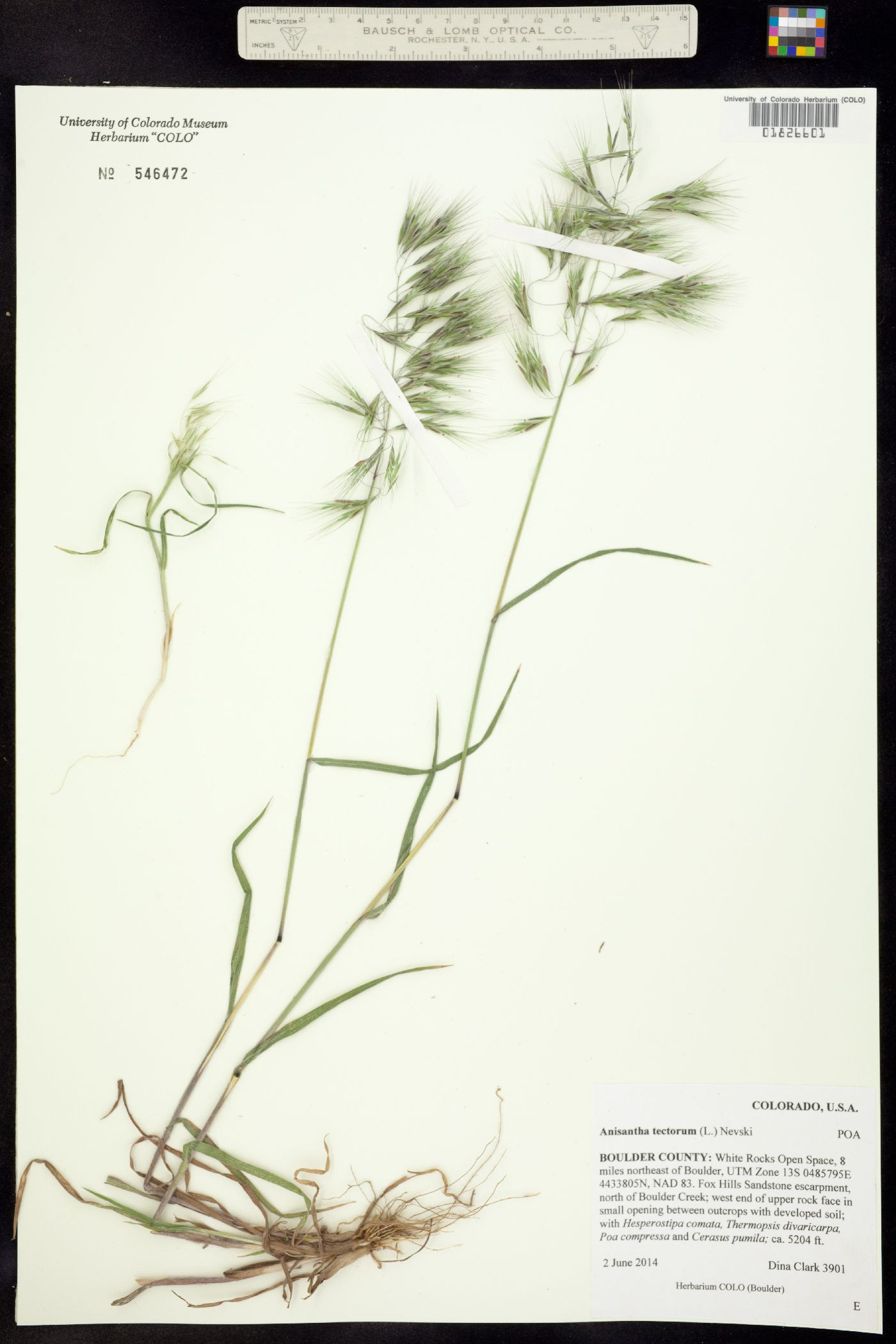 Bromus tectorum image