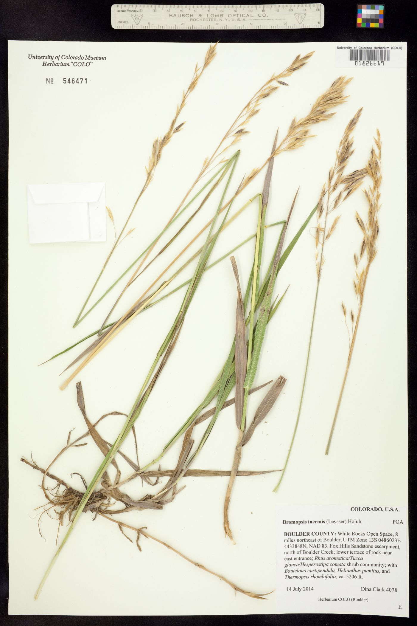 Bromus inermis image