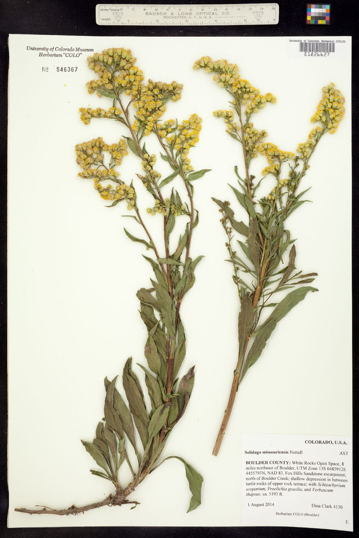 Solidago missouriensis image