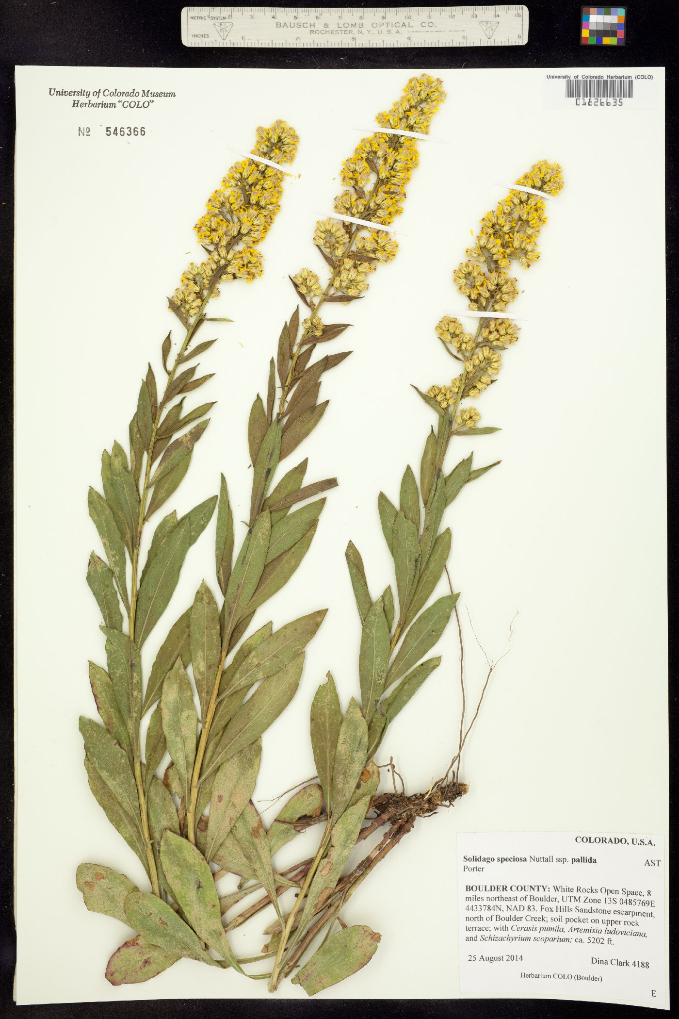 Solidago speciosa ssp. pallida image