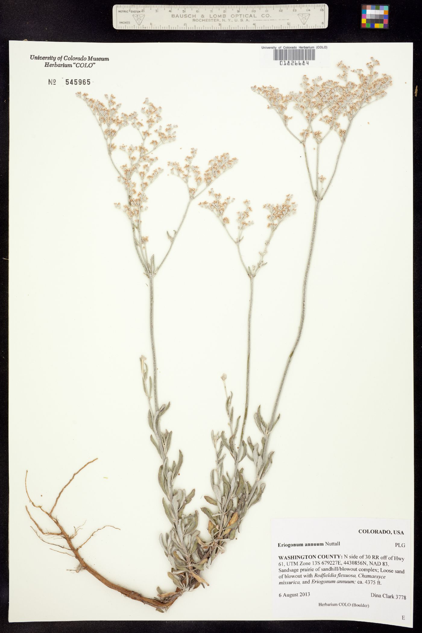Eriogonum annuum image