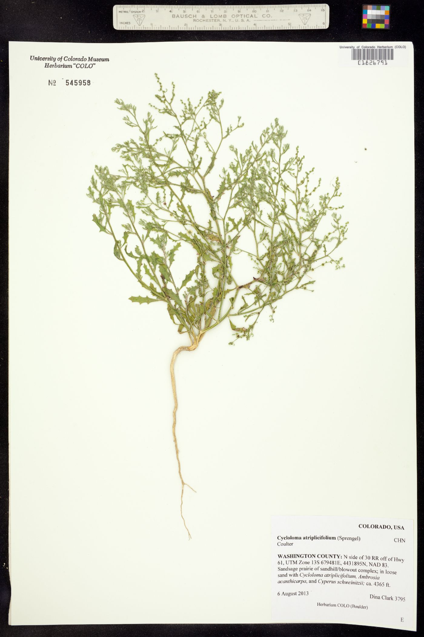 Cycloloma atriplicifolium image