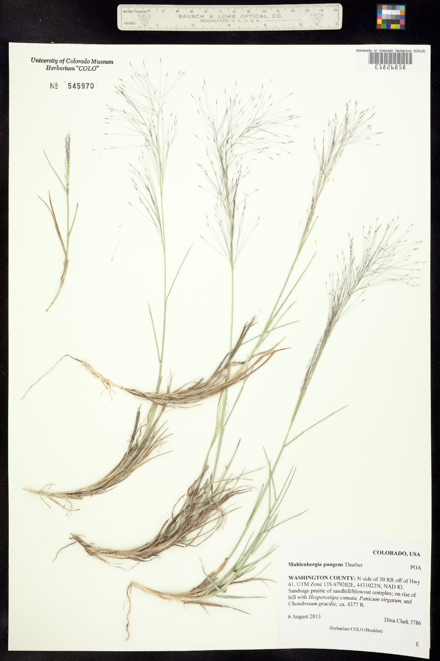 Muhlenbergia pungens image