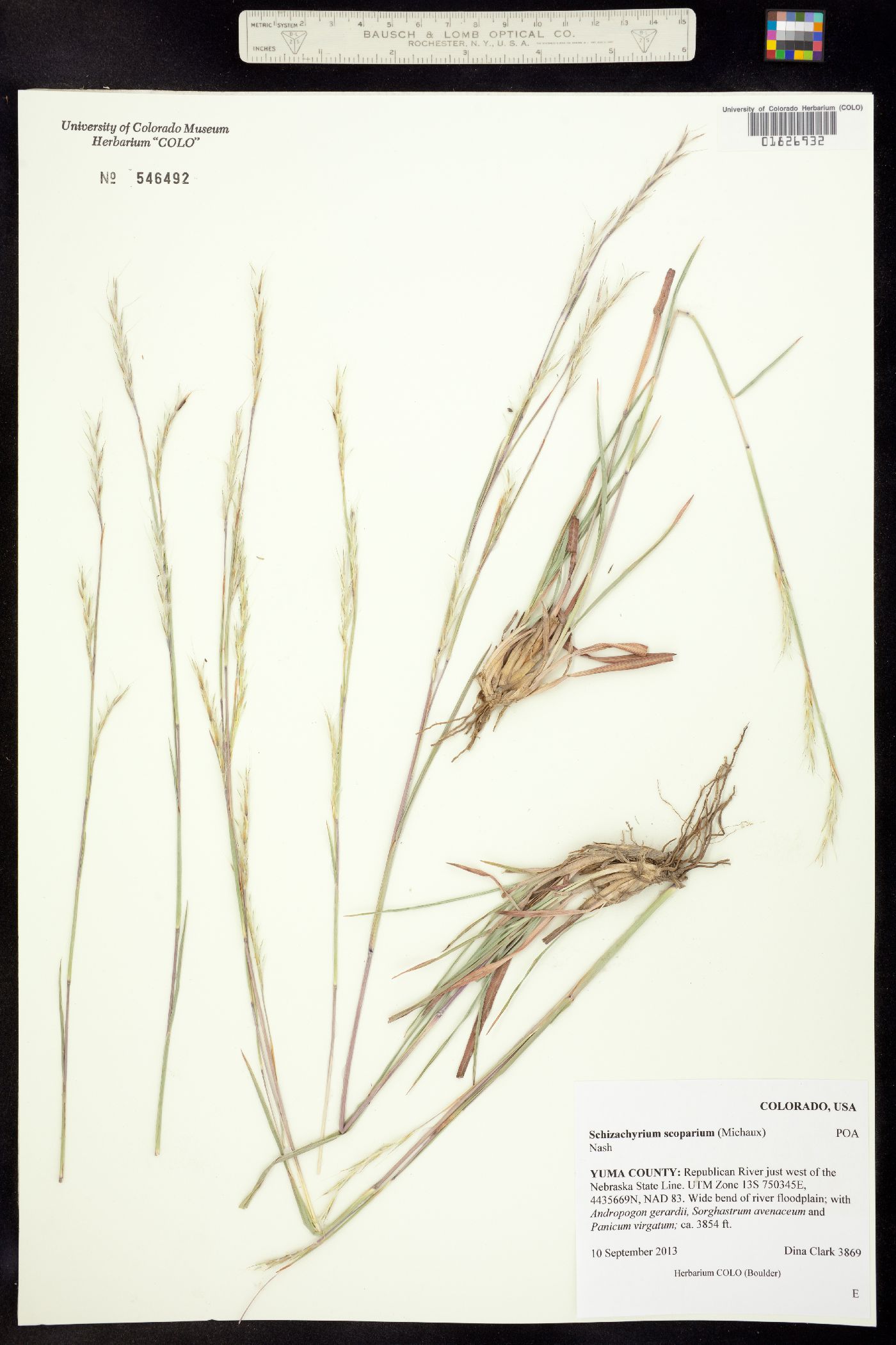 Schizachyrium scoparium image