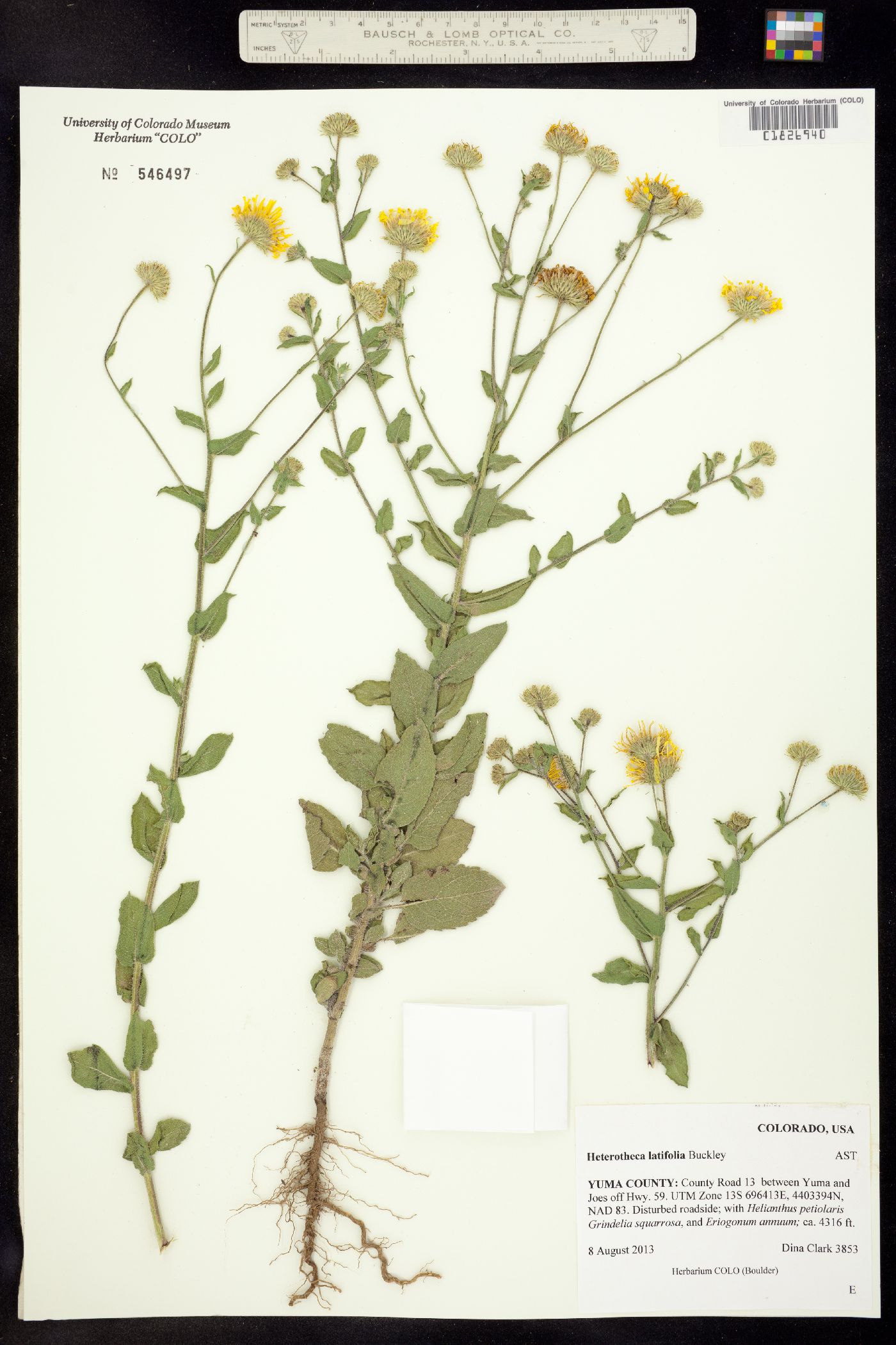 Heterotheca latifolia image