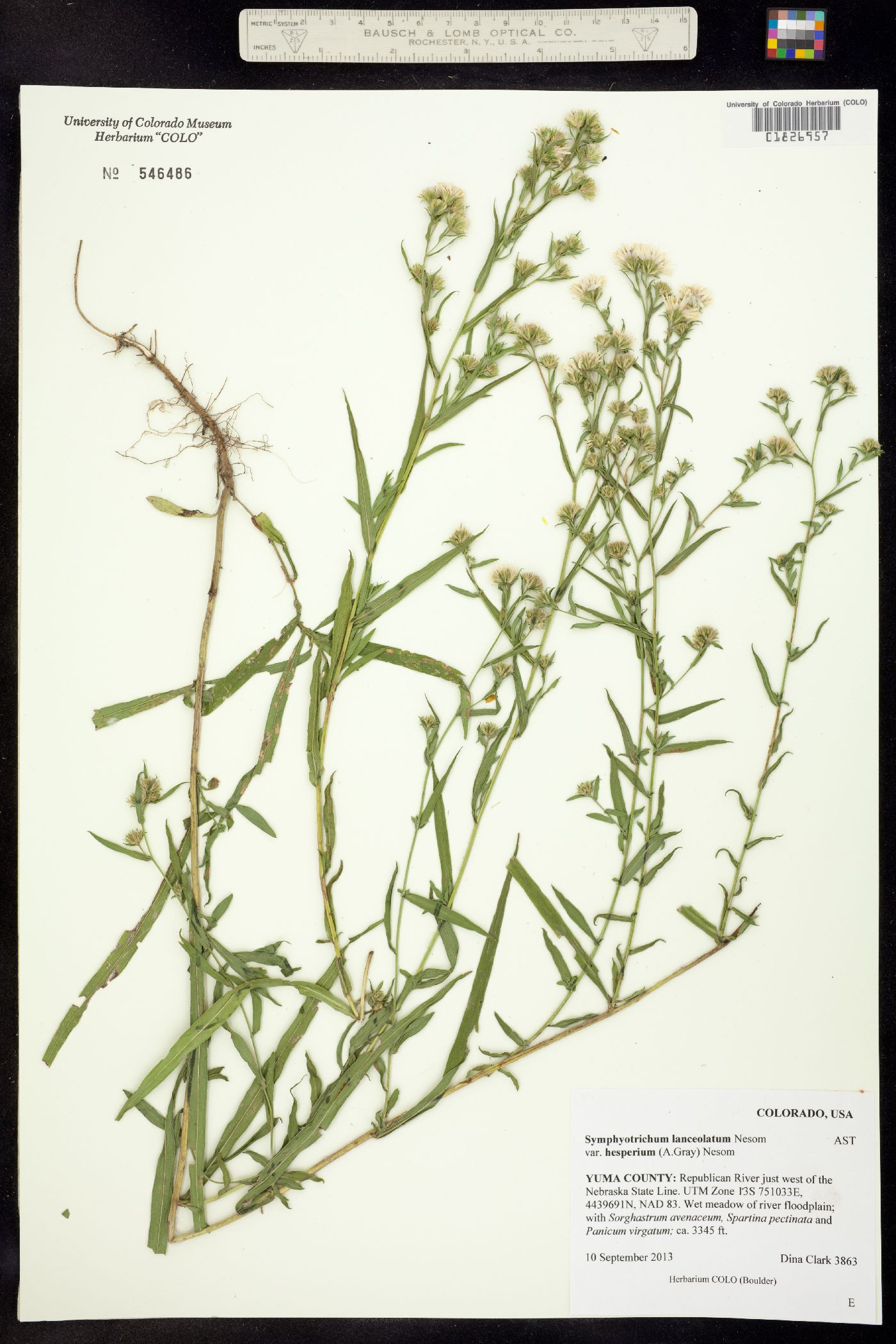 Aster lanceolatus ssp. hesperius image