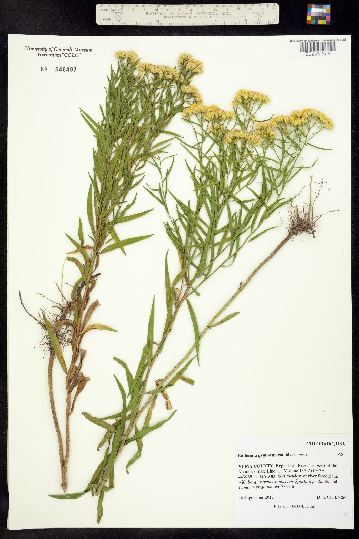 Euthamia gymnospermoides image
