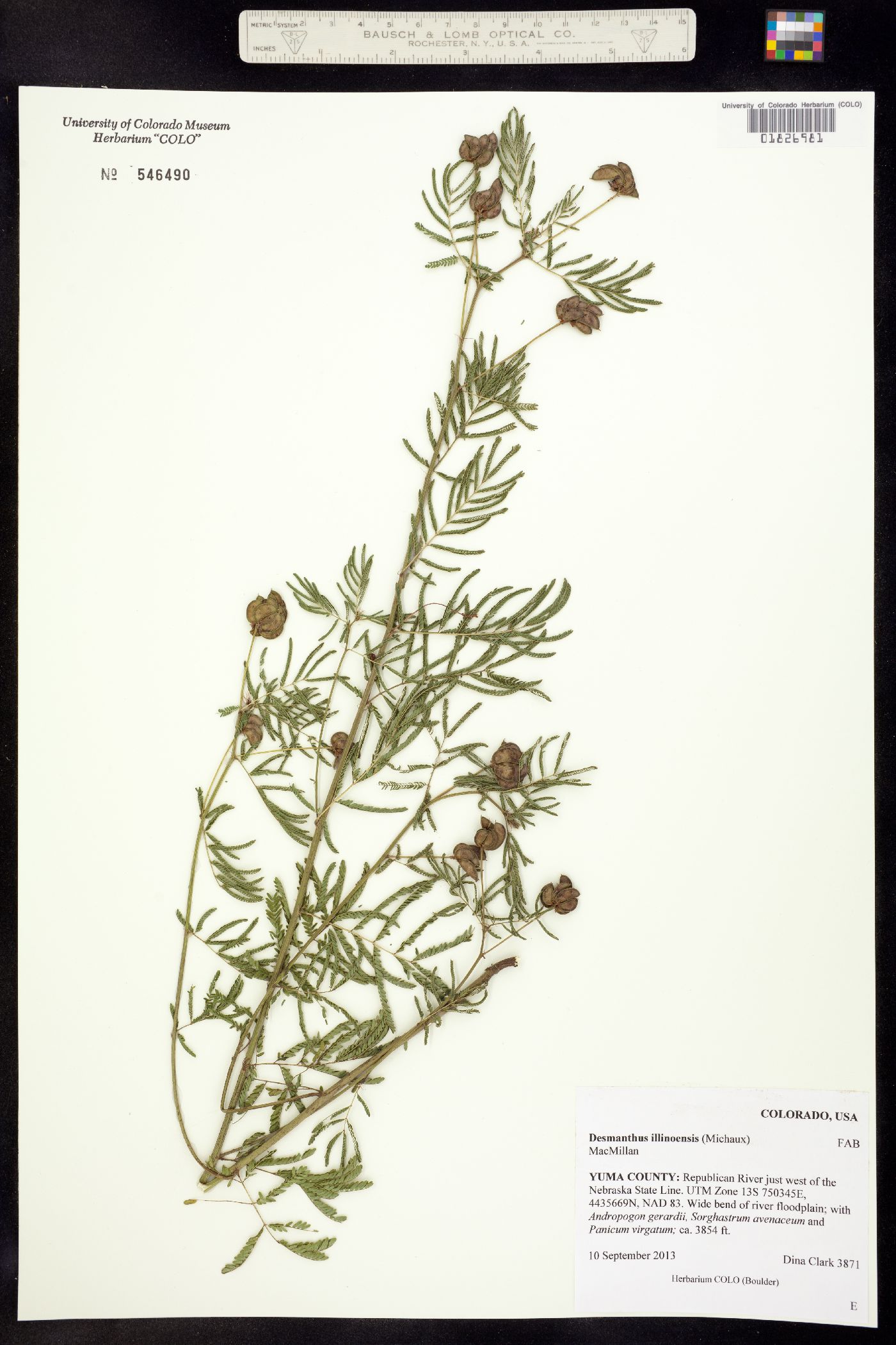 Desmanthus illinoensis image