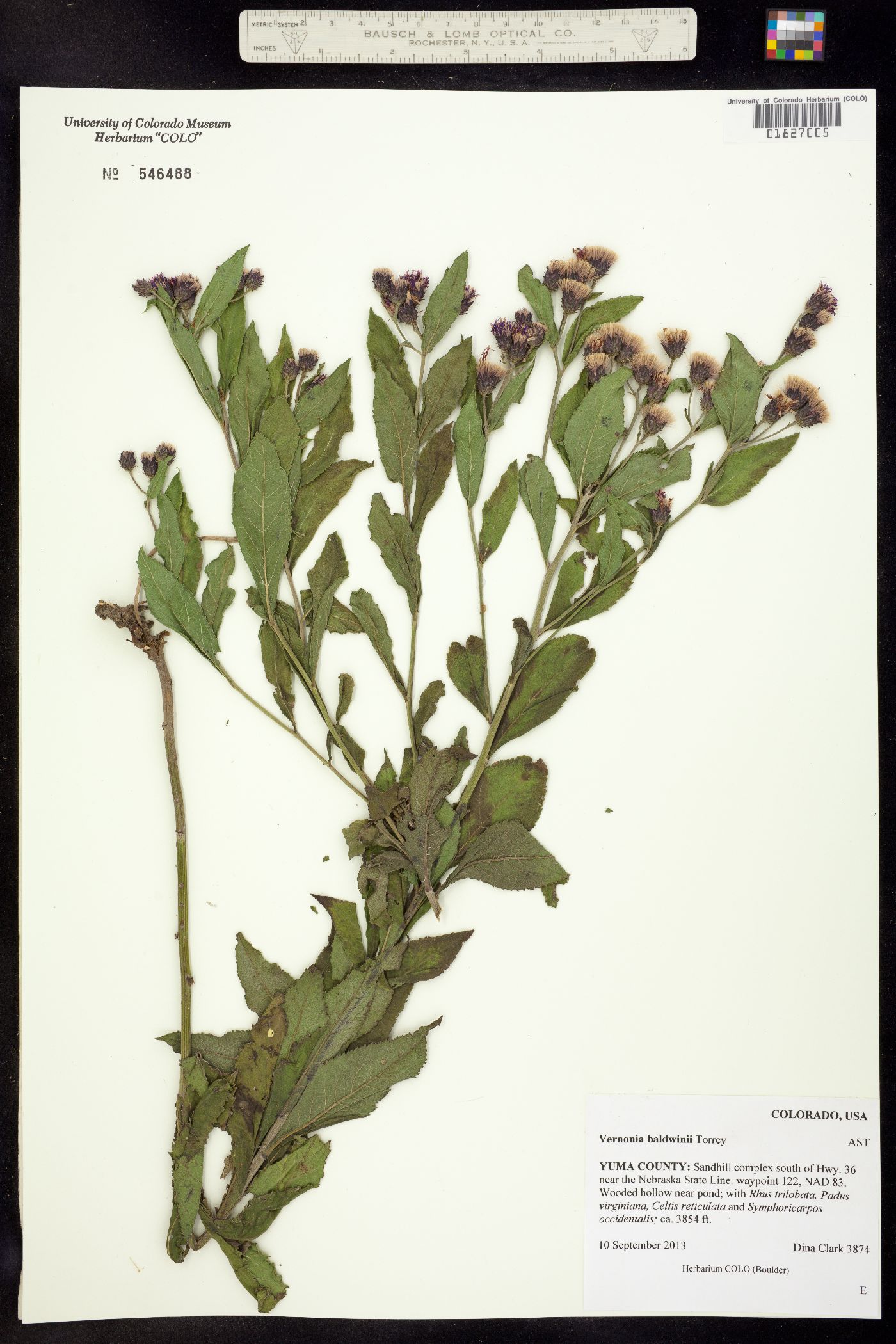 Vernonia baldwinii image