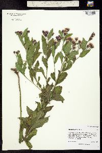 Image of Vernonia baldwinii