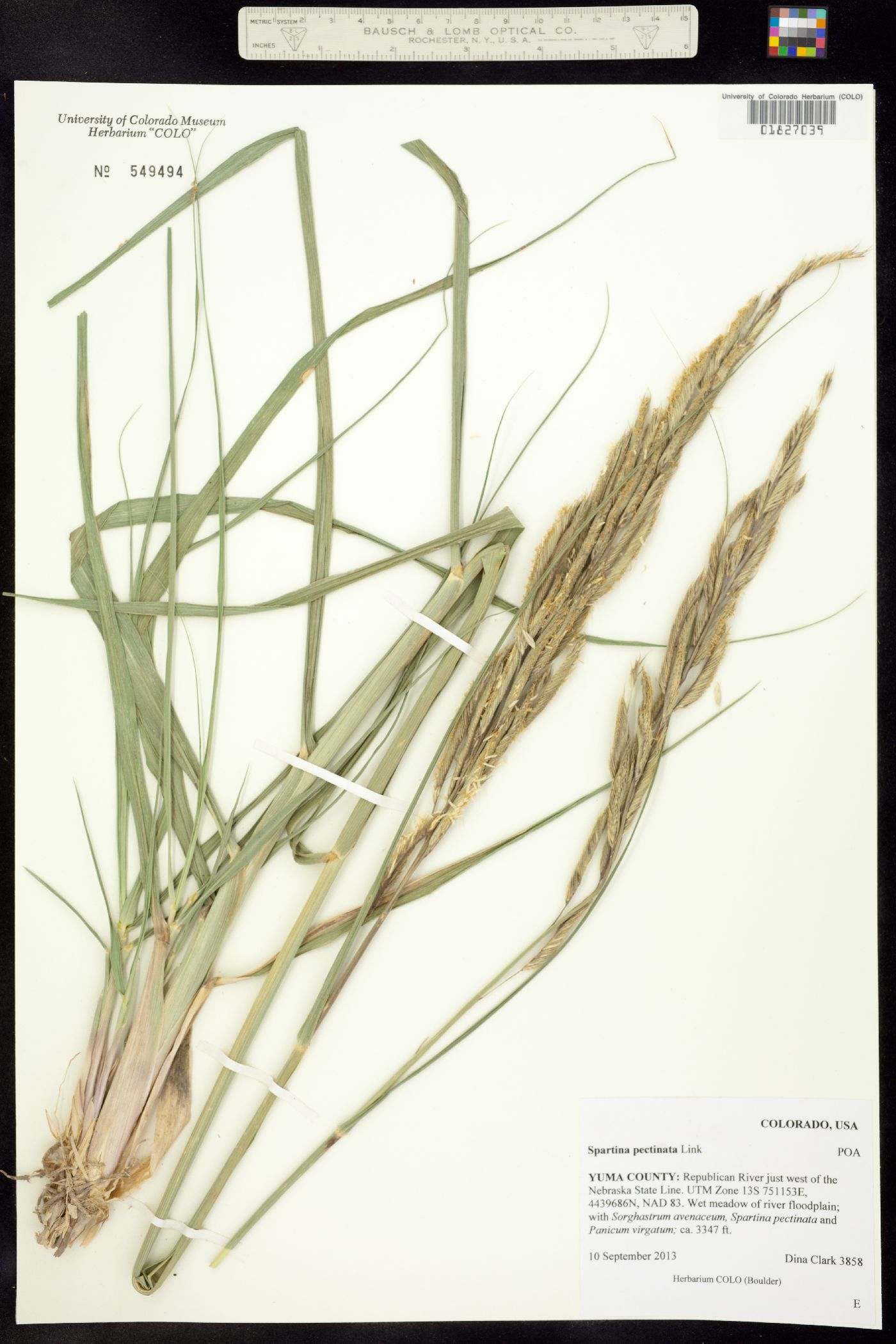 Spartina pectinata image