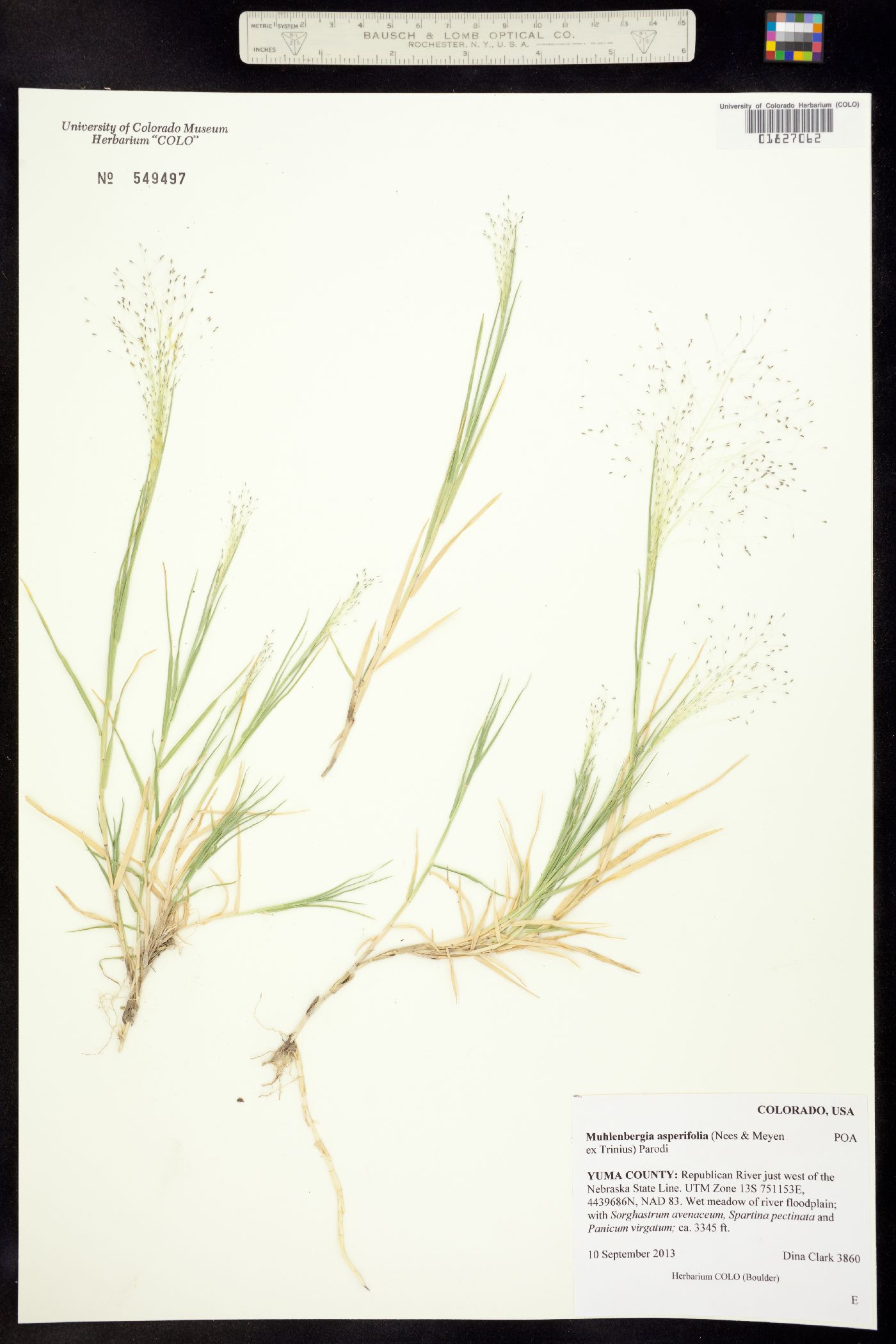 Muhlenbergia asperifolia image