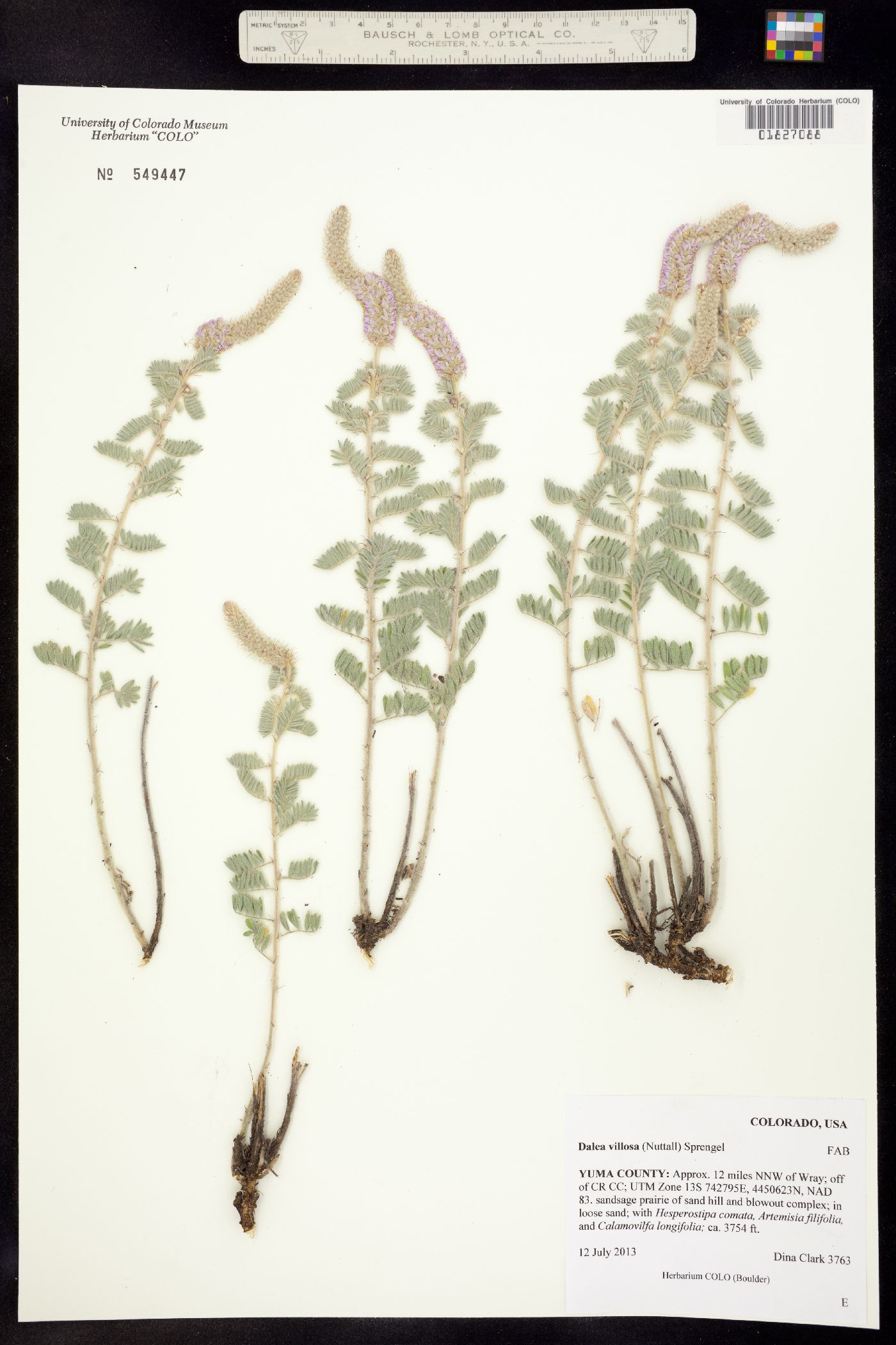 Dalea villosa image
