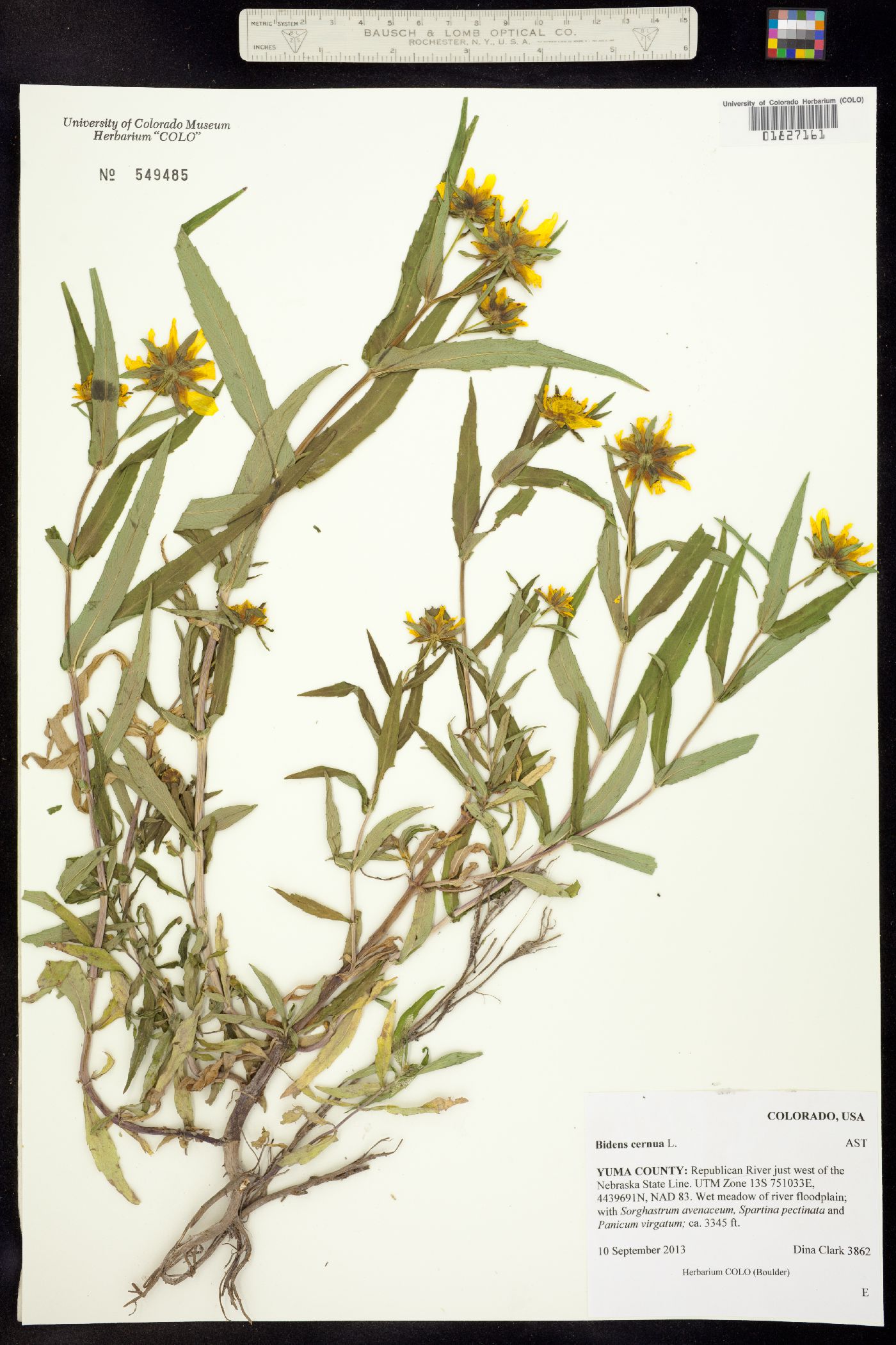 Bidens cernua image
