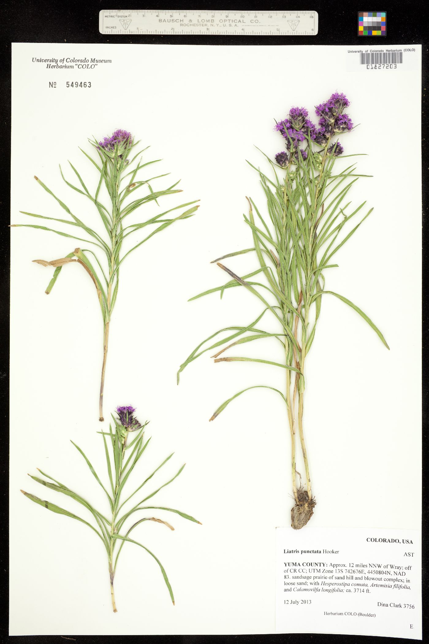 Liatris punctata image
