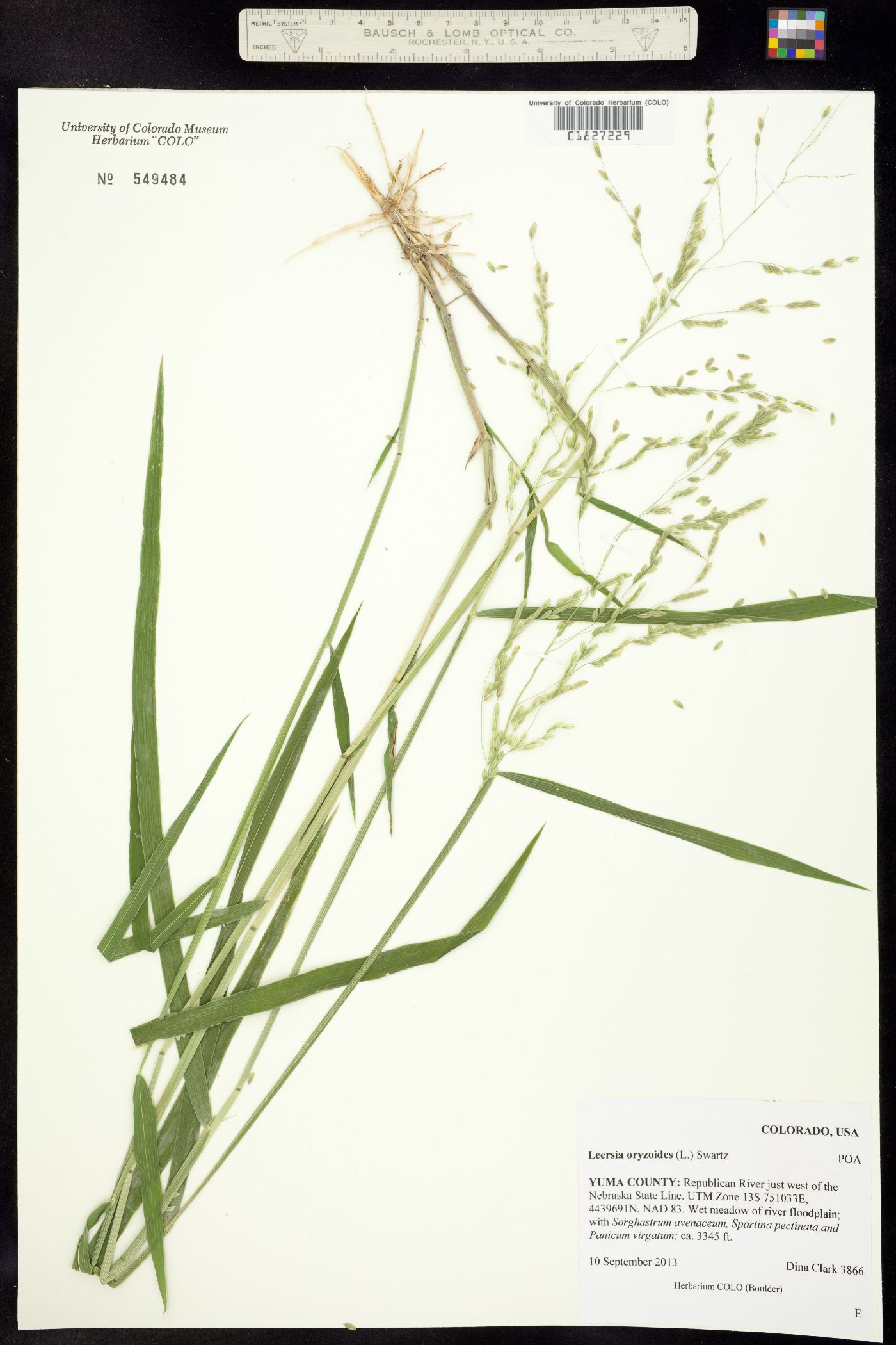 Leersia oryzoides image