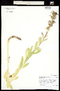 Lobelia cardinalis subsp. graminea image